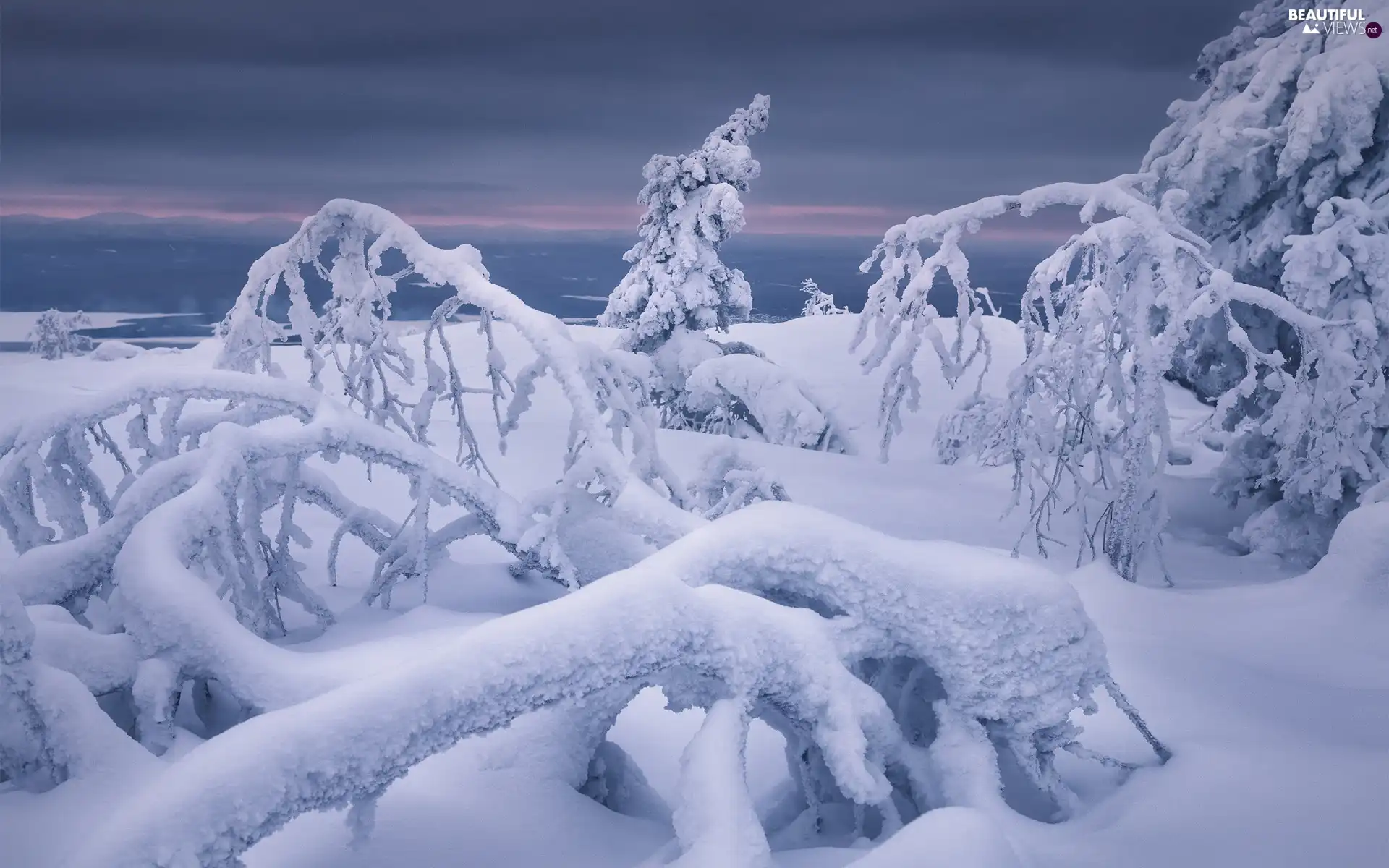 trees, winter, branch pics, snow, viewes, snow