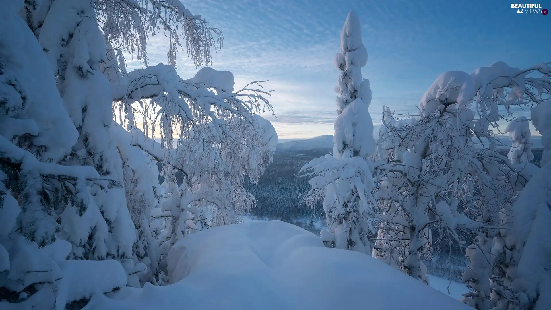 Snowy, Mountains, viewes, forest, winter, trees, branch pics