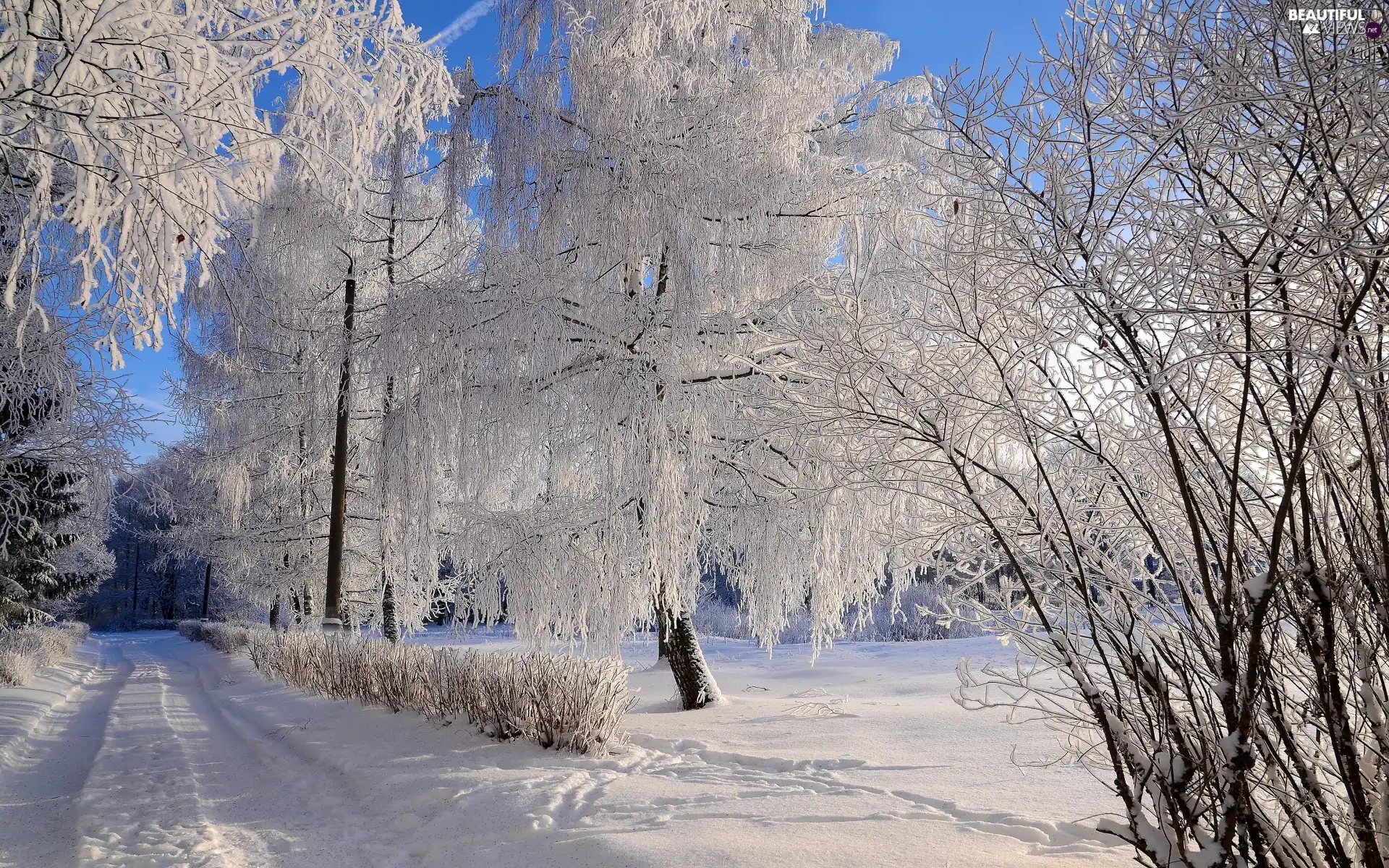 frosty, snow, viewes, Way, winter, trees, branch pics