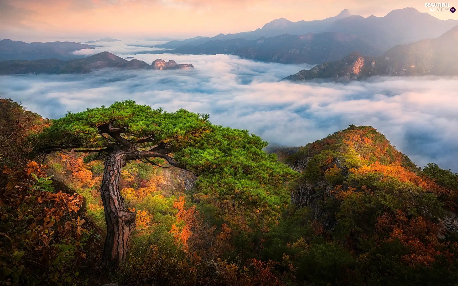 VEGETATION, pine, Fog, rocks, Mountains