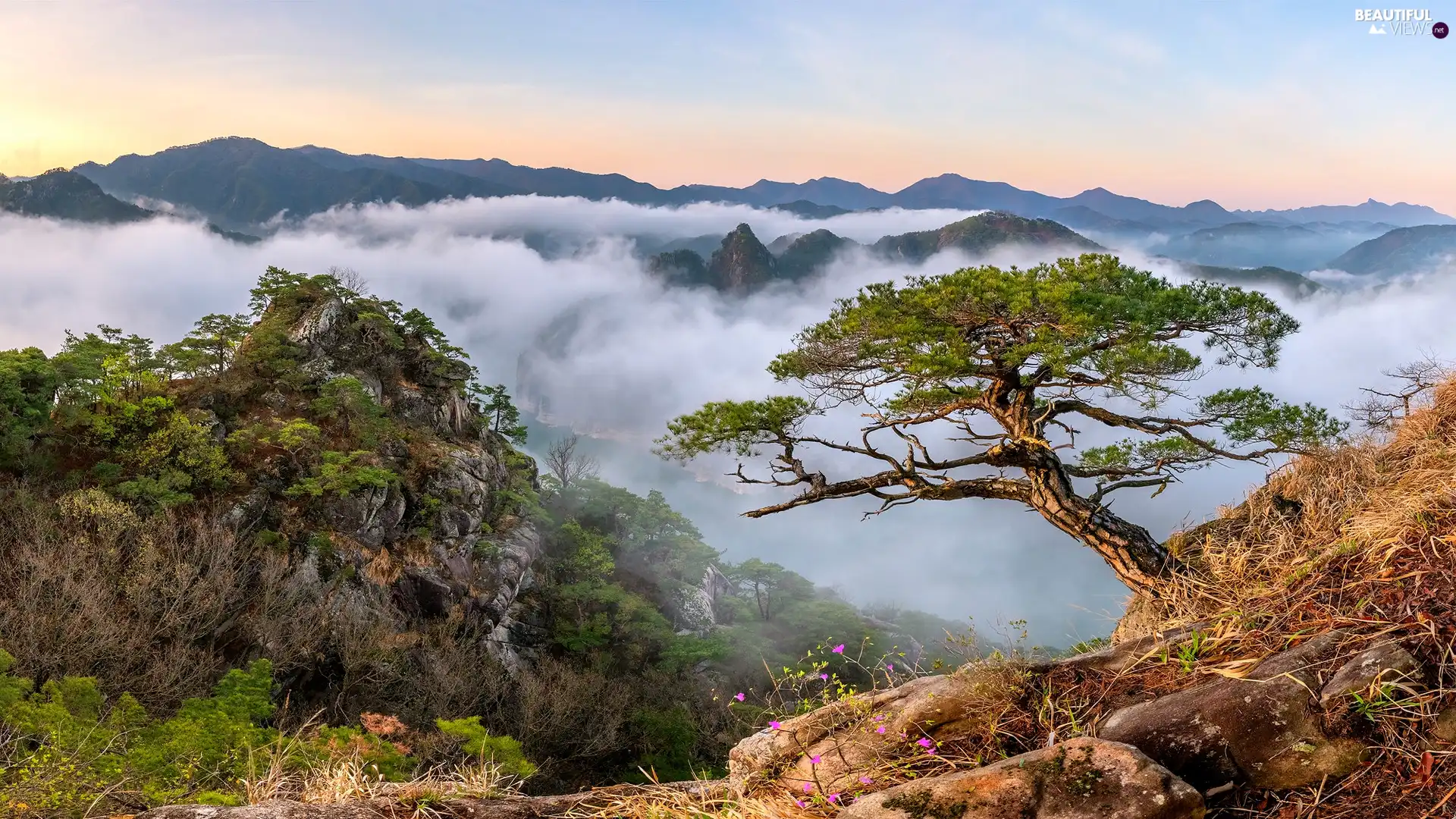 inclined, pine, rocks, Fog, Mountains