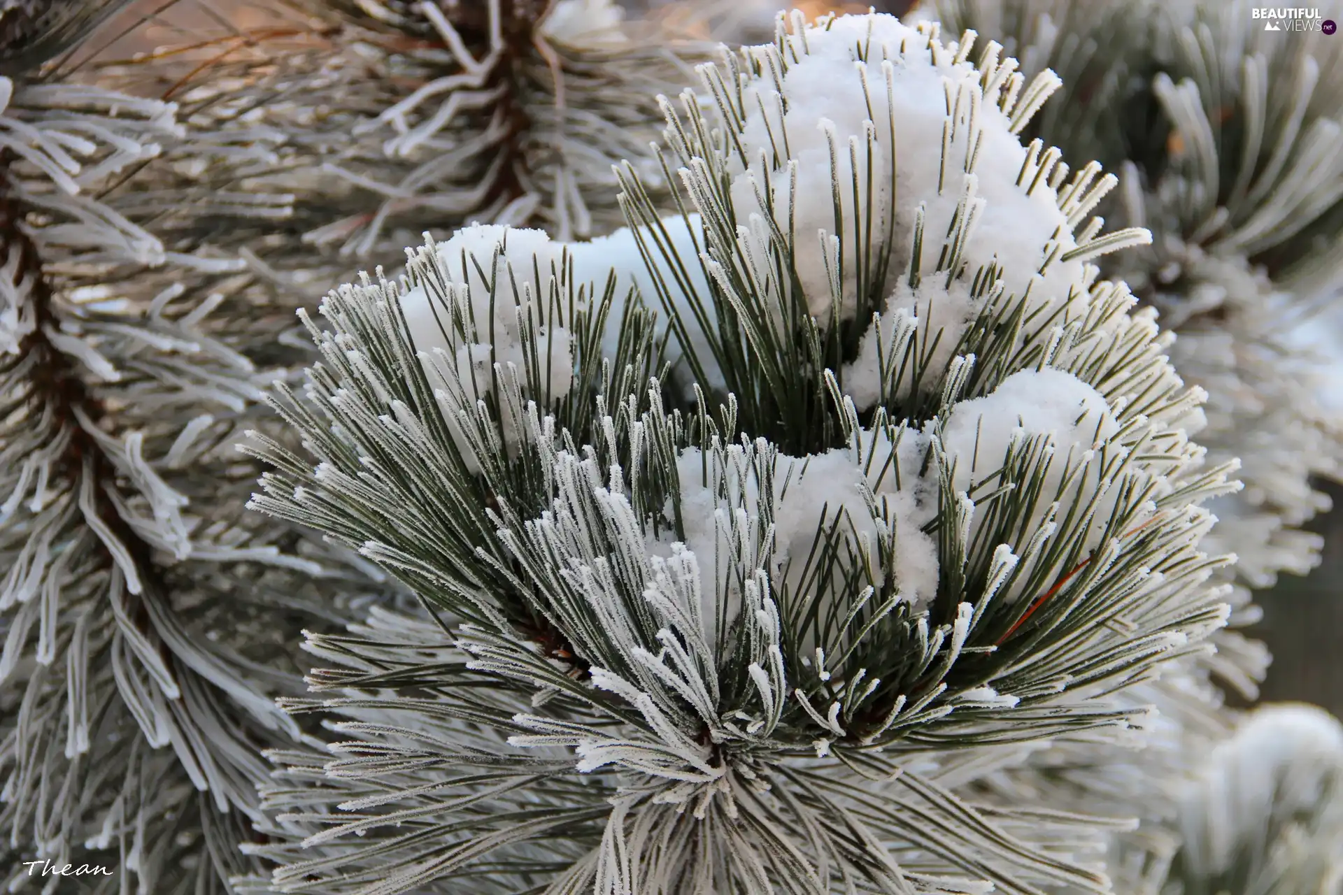 A snow-covered, pine