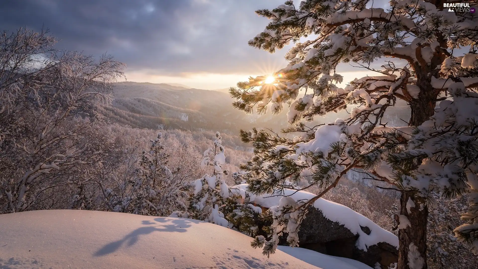 snow, trees, Stone, viewes, sun, Mountains, winter, pine