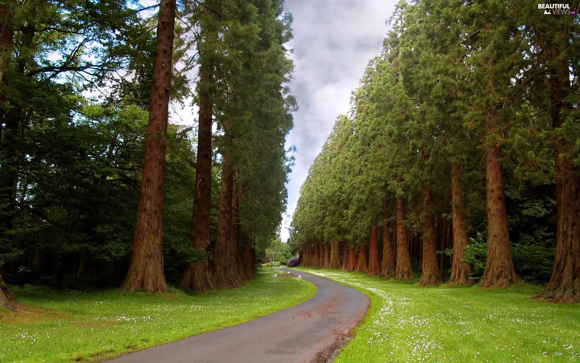 Way, large, pine, grass