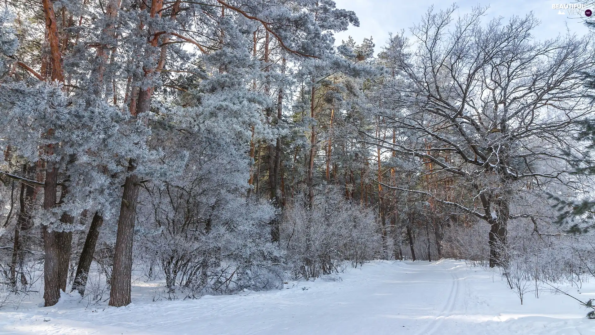 frosty, trees, Way, viewes, snowy, forest, winter, pine