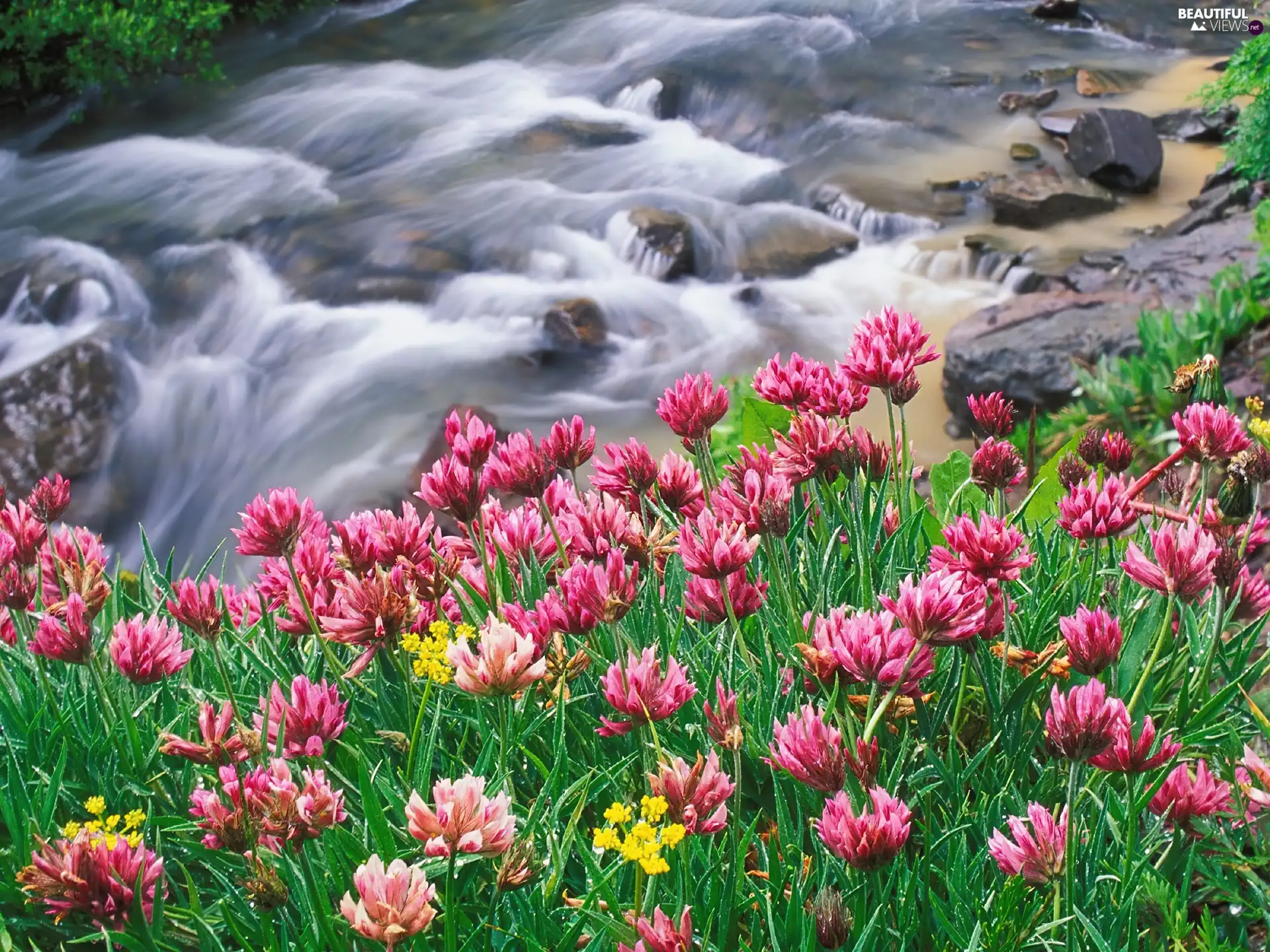 Pink, trefoil, River, Stones, tear