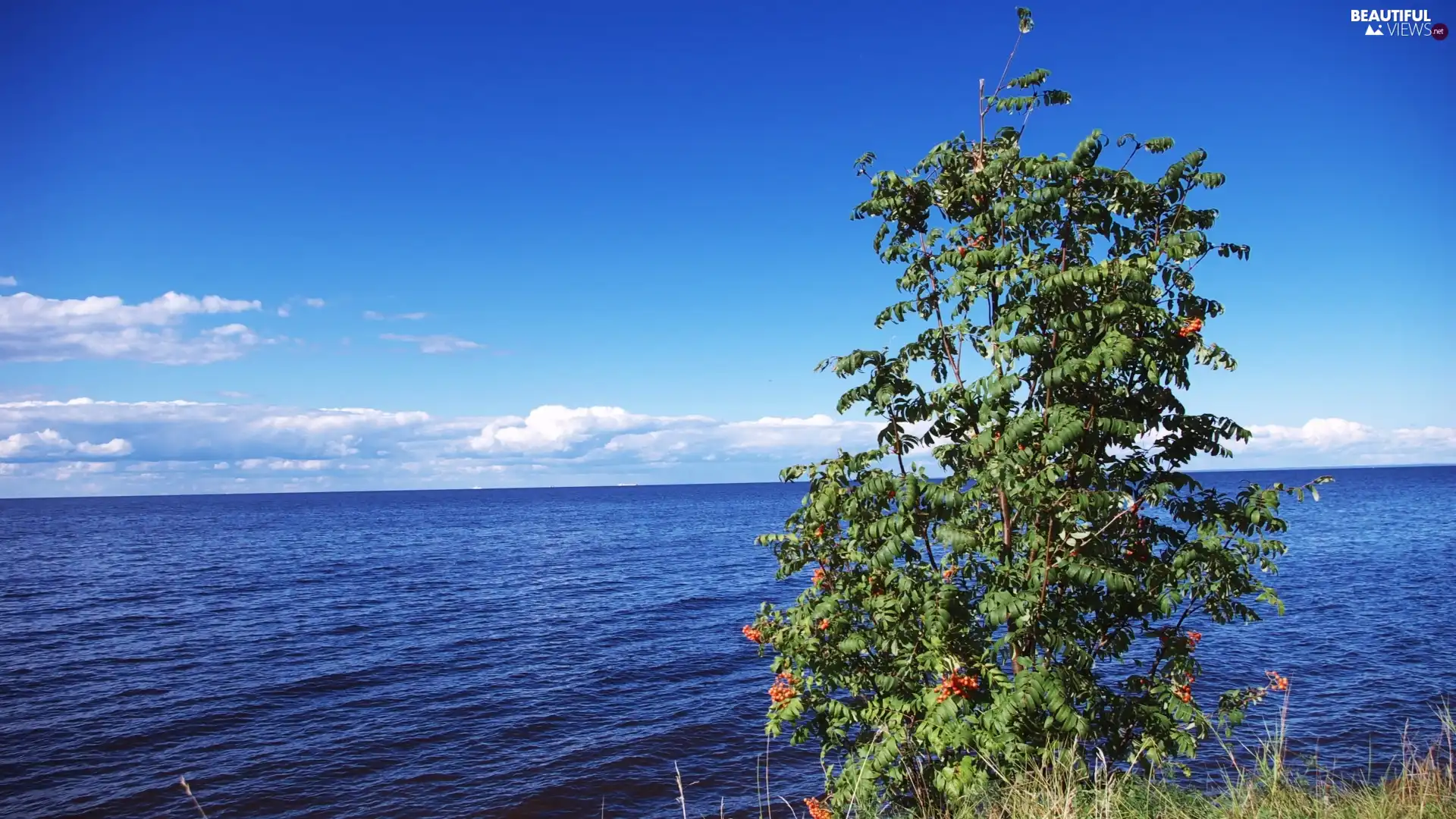 Plant, quiet, sea