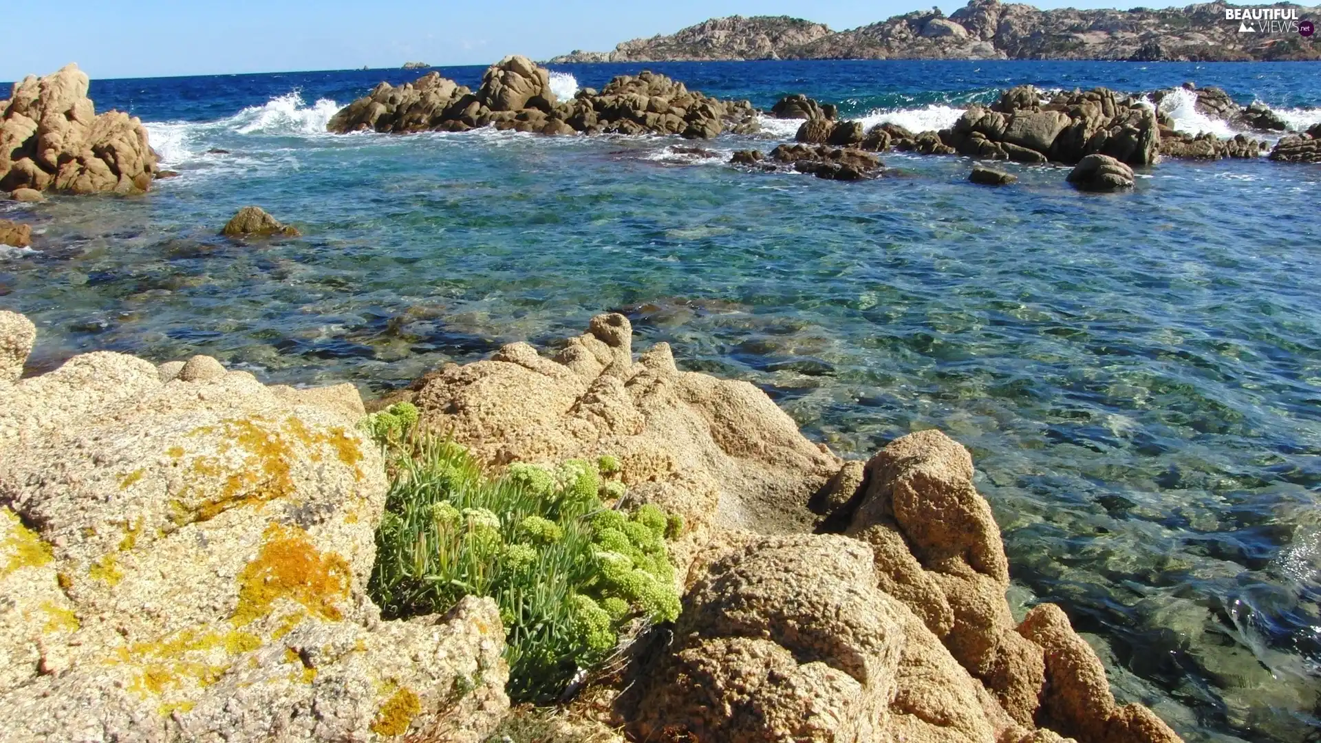plant, sea, Stones
