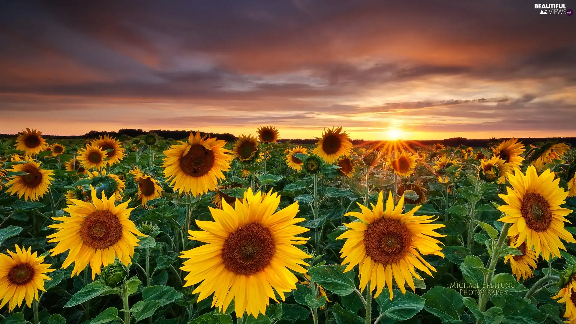 Great Sunsets, Nice sunflowers, plantation