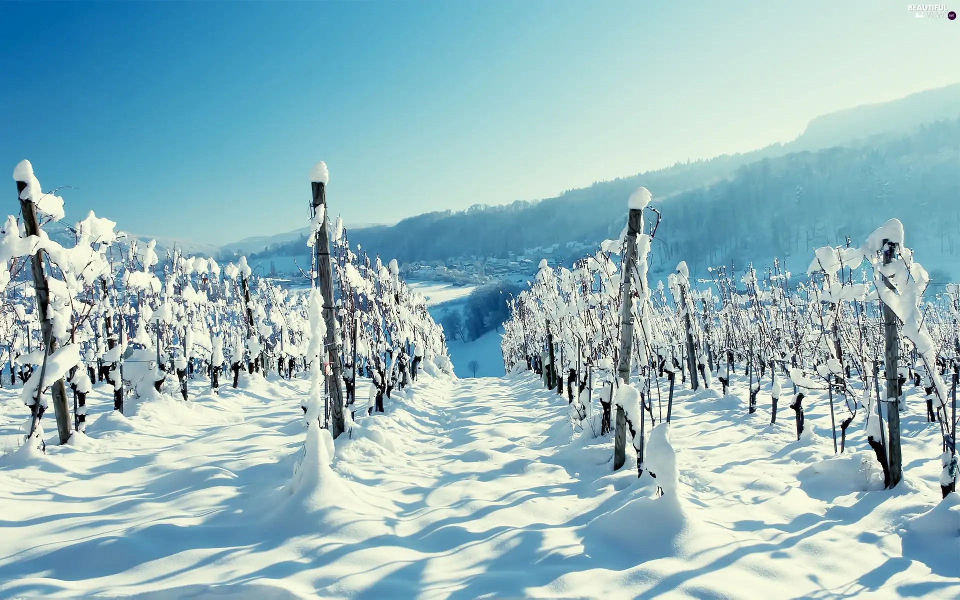 plantation, winter, snow