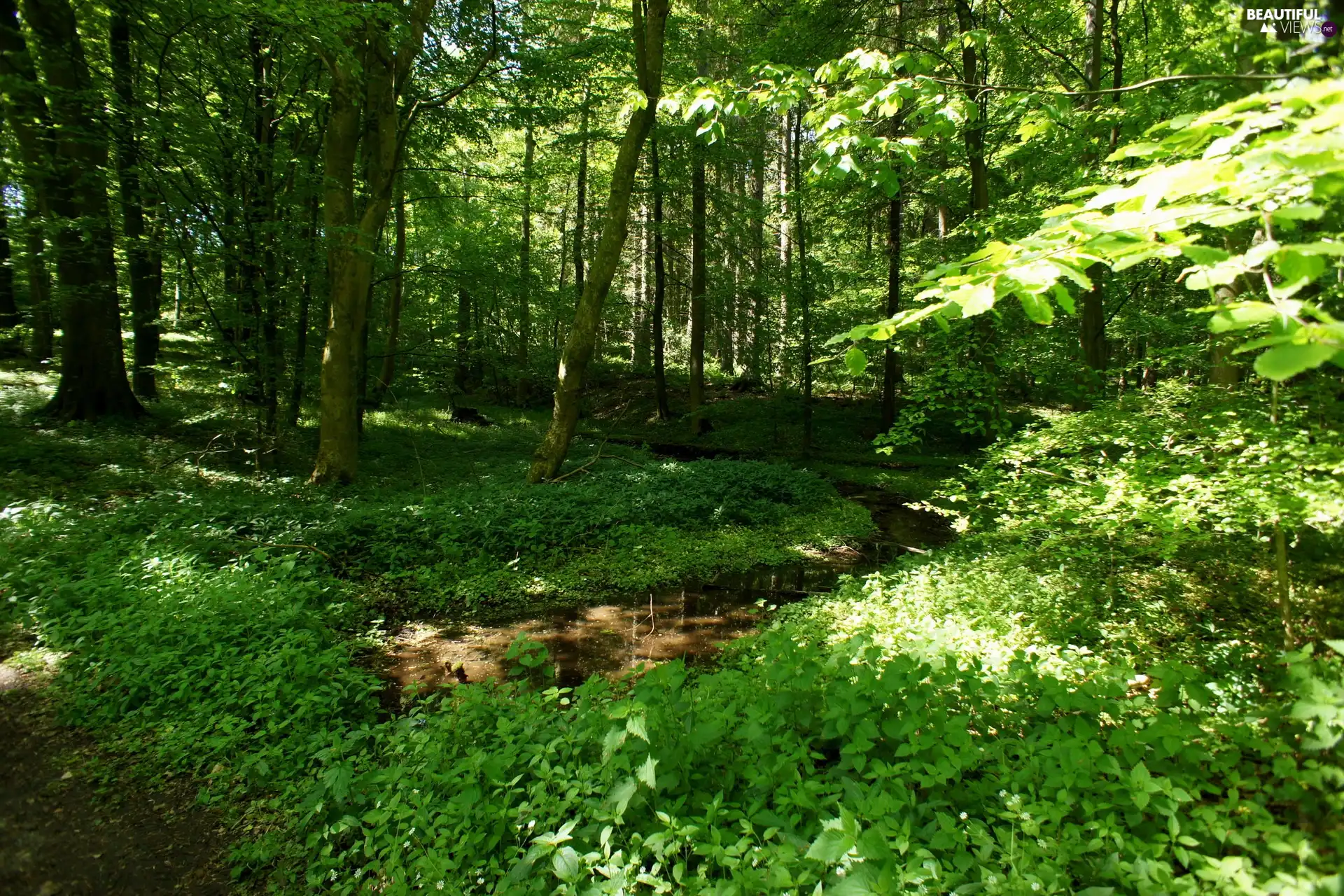 Plants, forest, brook