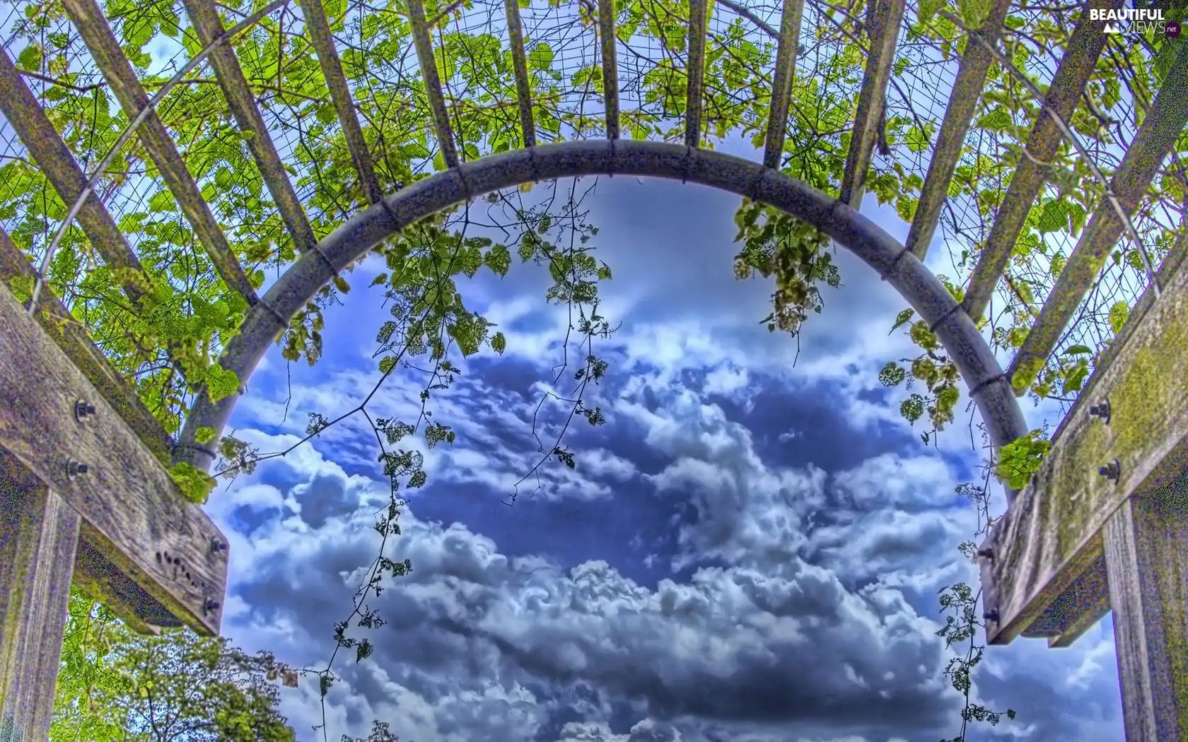 clouds, Plants