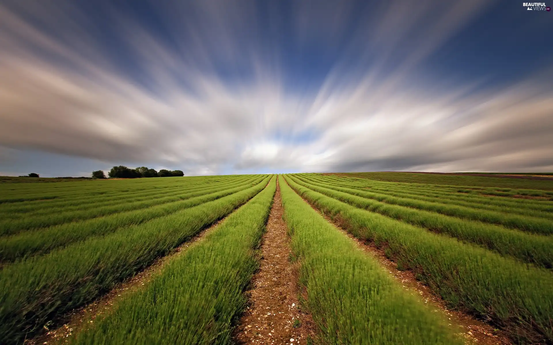 Plants, clouds, Field