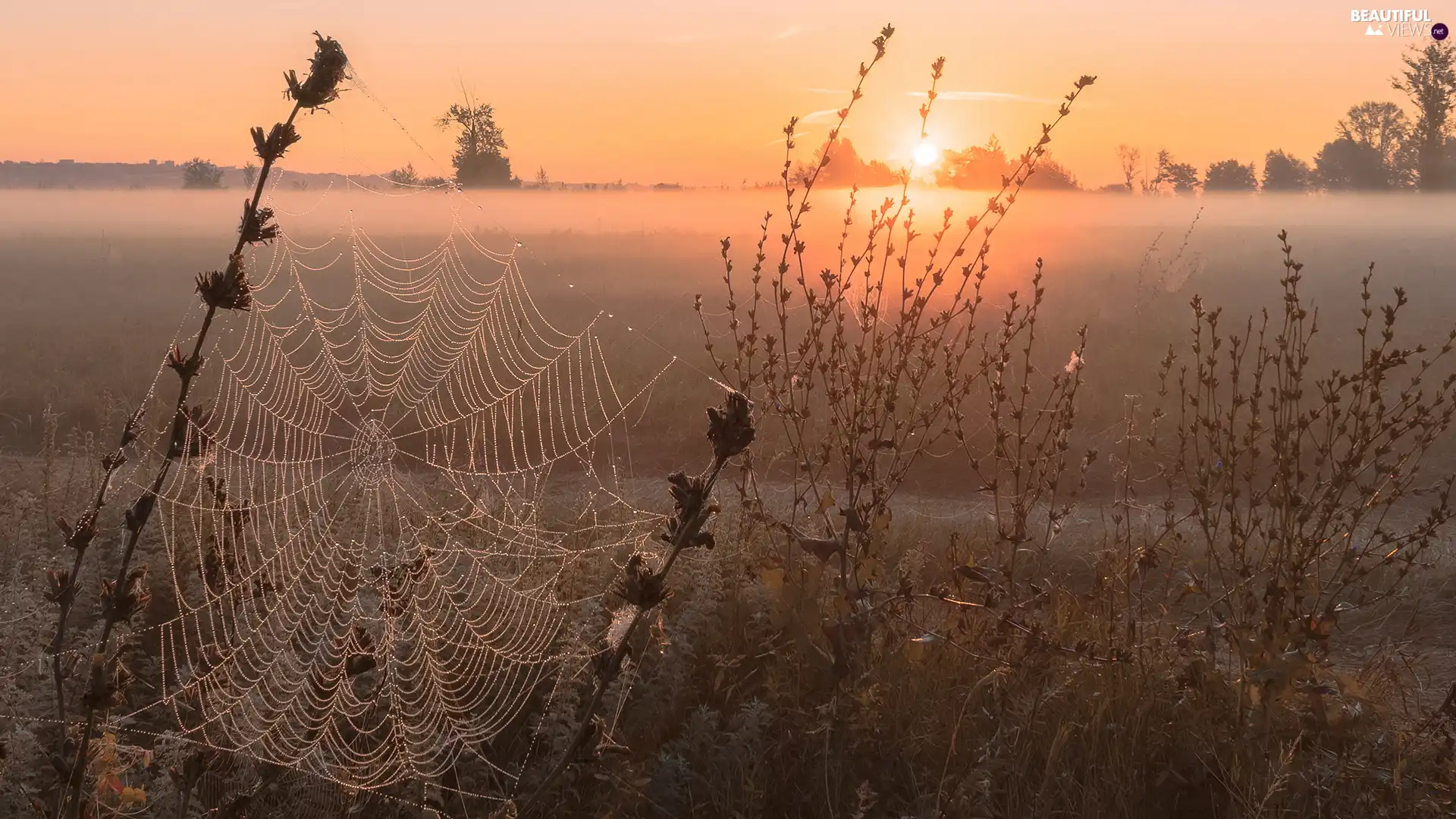 field, Web, Fog, Plants
