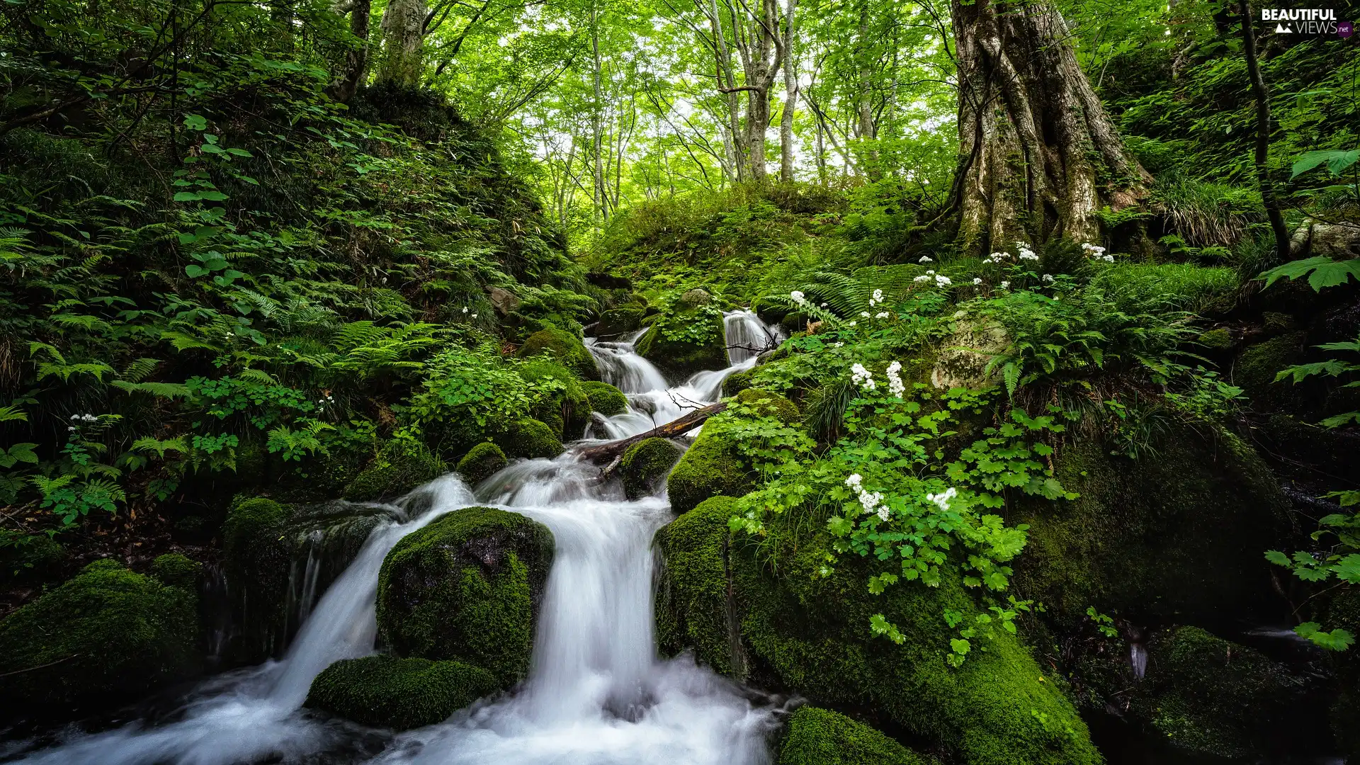 stream, mossy, Flowers, rocks, White, forest, Green, Plants