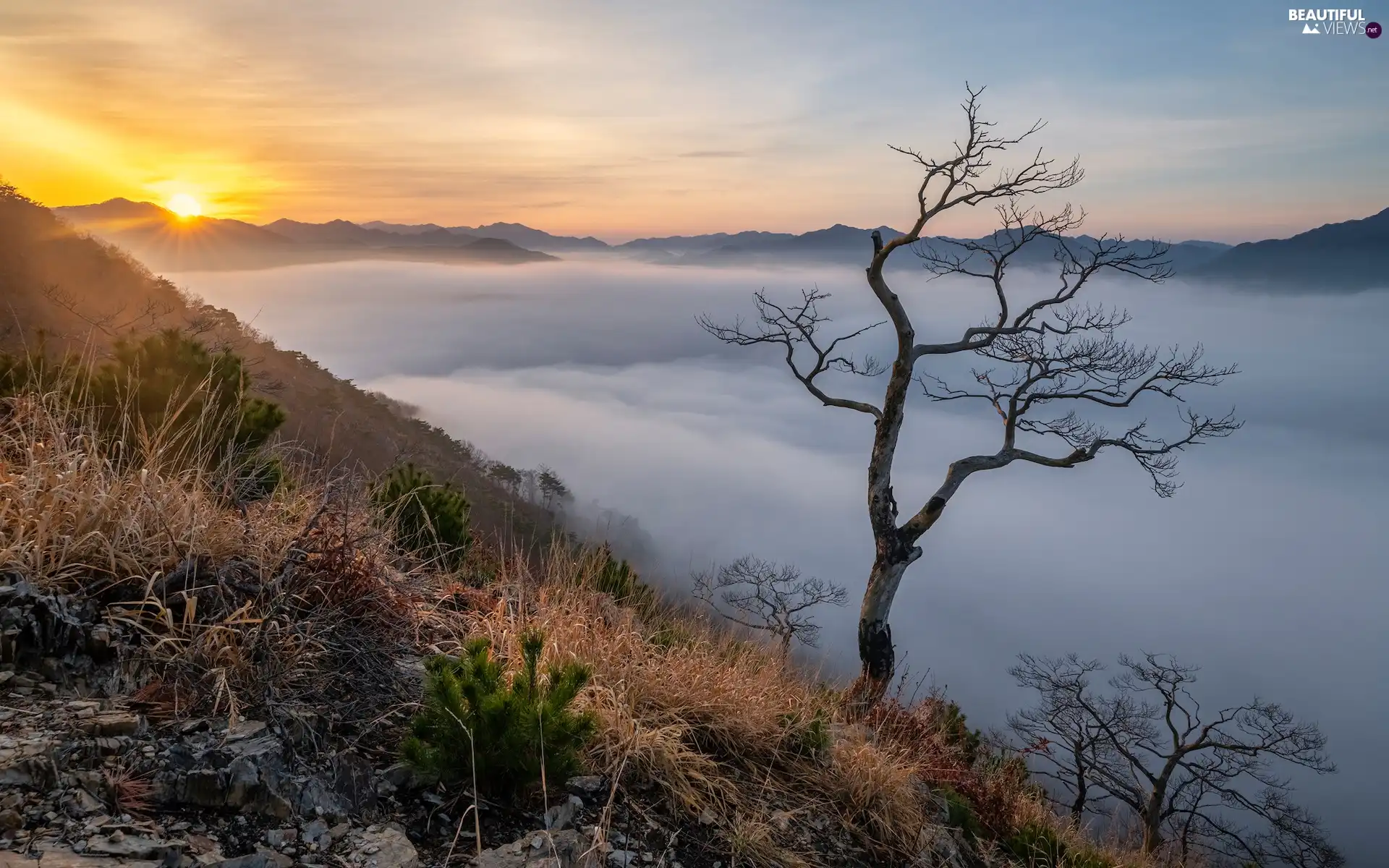 trees, Plants, Fog, Sunrise, Mountains