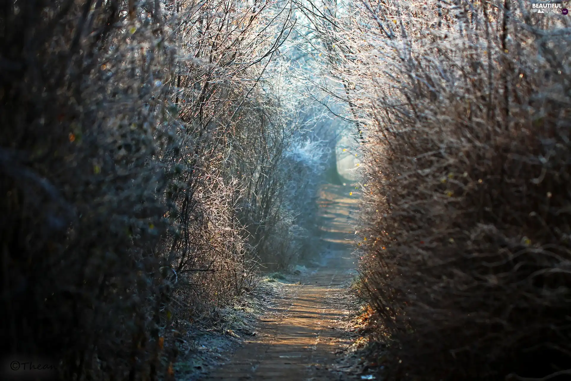 Plants, Path, frosty