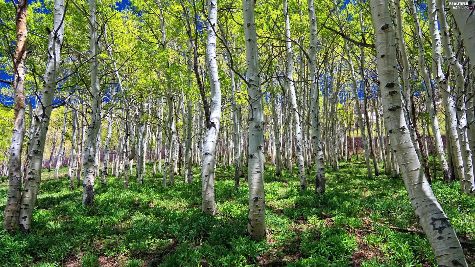 Plants, forest, grass