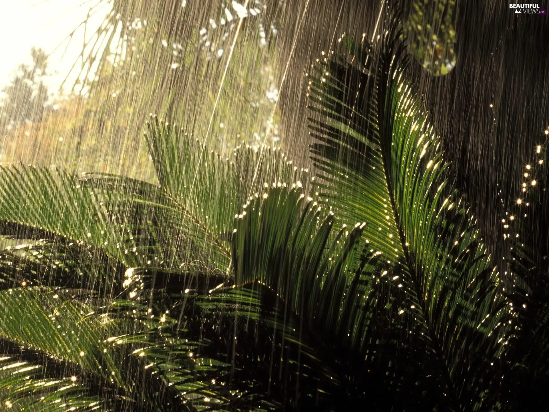 jungle, Rain, Plants, rainy