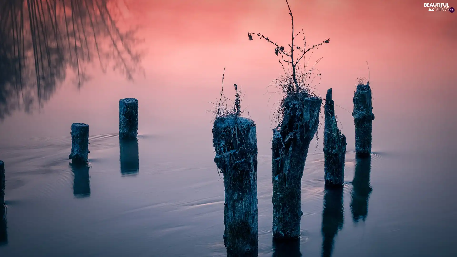 Fog, lake, Pins, Plants, Pale, morning