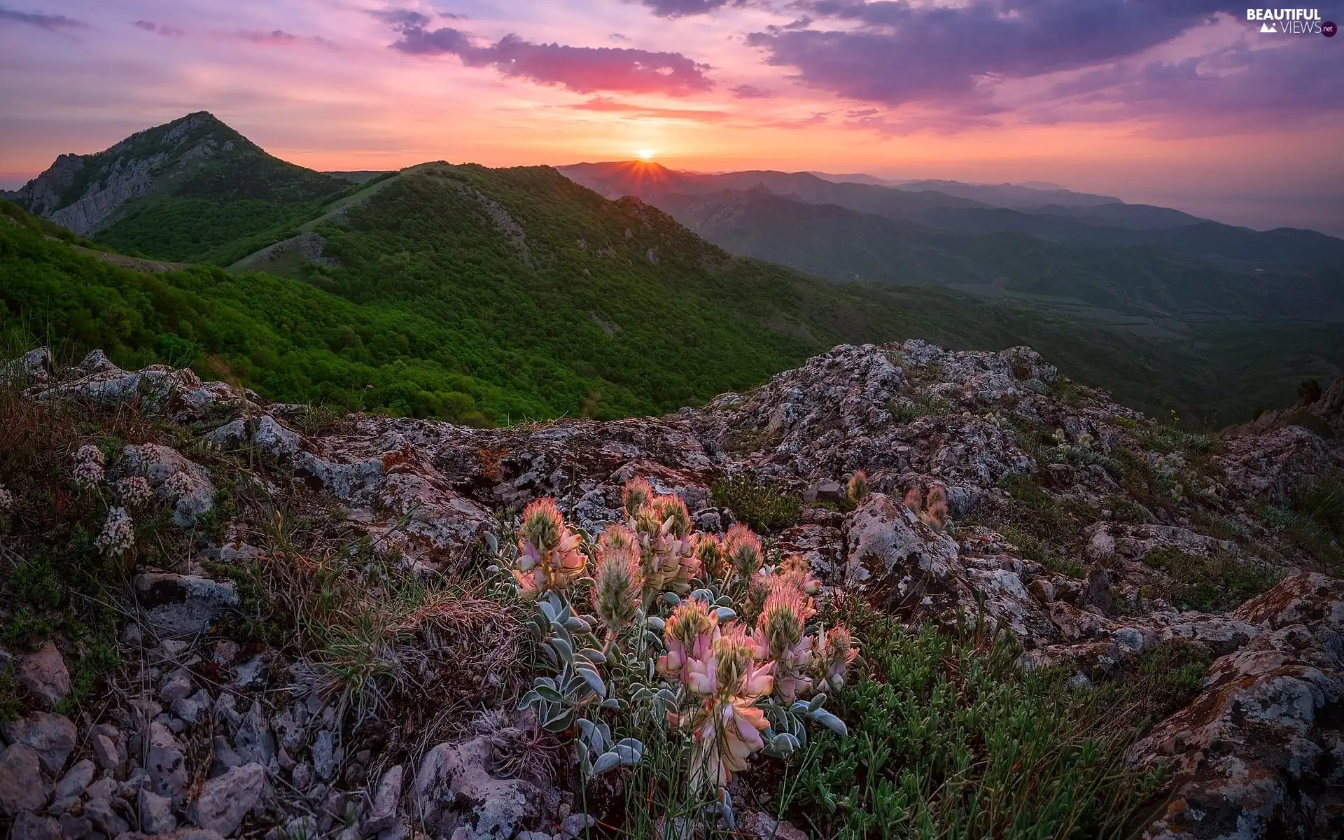 Flowers, Plants, Mountains, rocks, Sunrise