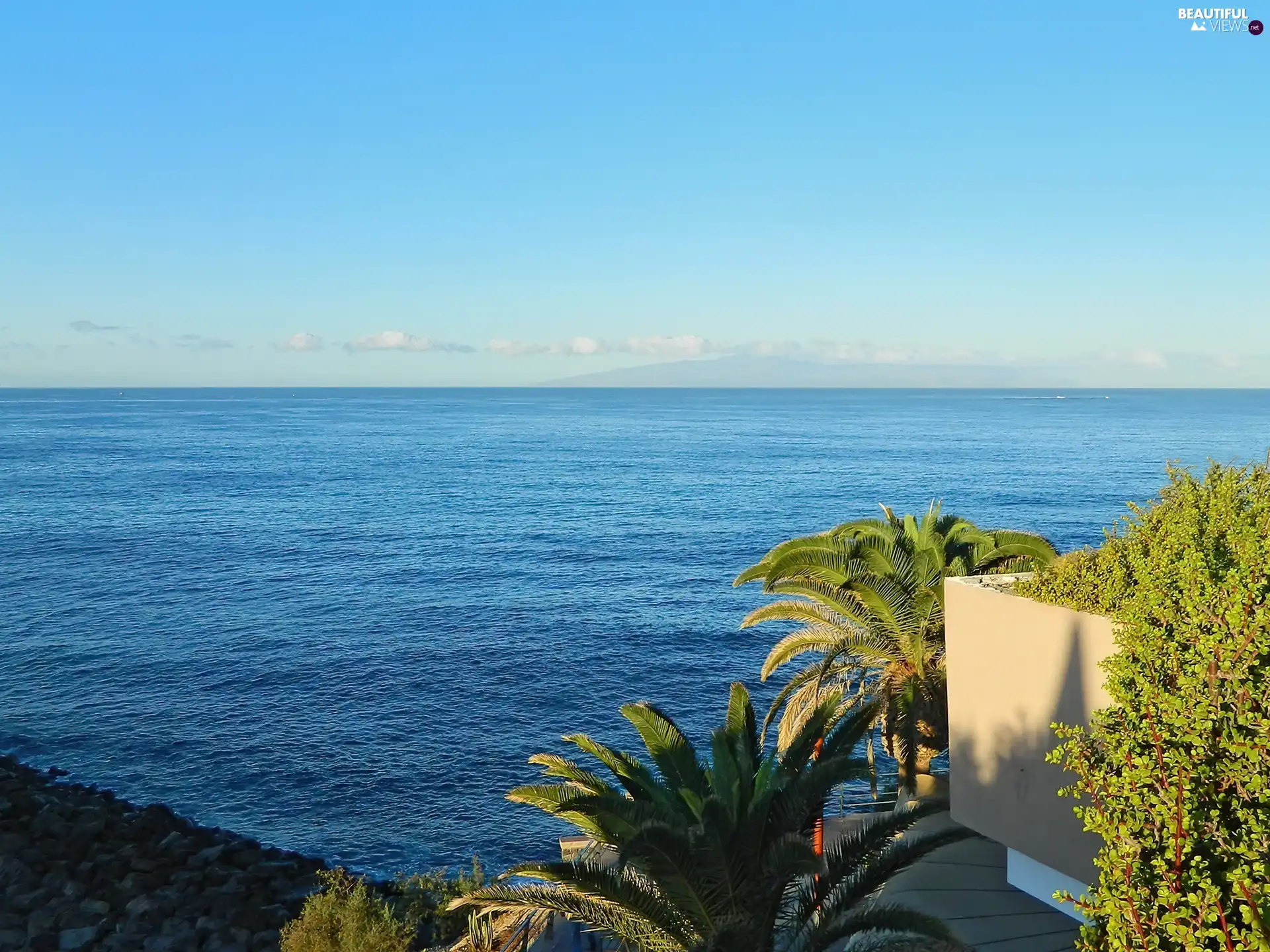 Plants, sea, Palms