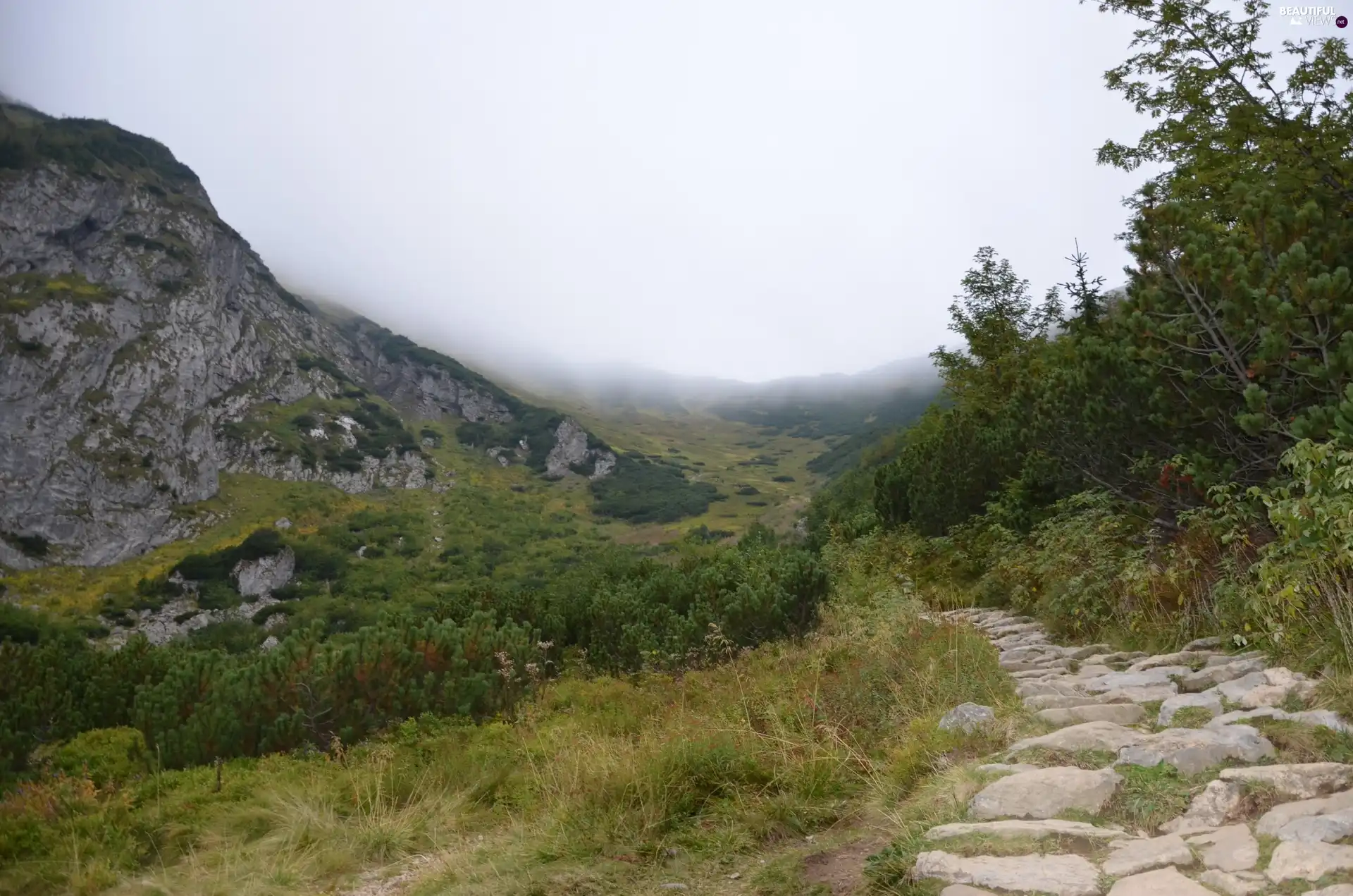 Plants, Mountains, Path