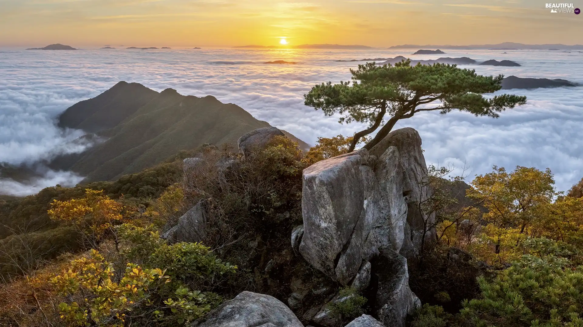 rocks, Fog, pine, clouds, trees, Mountains, Sunrise, Plants