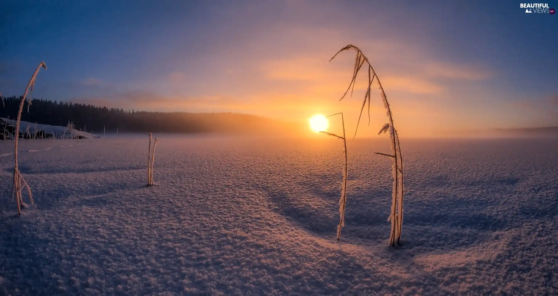 Great Sunsets, winter, Plants