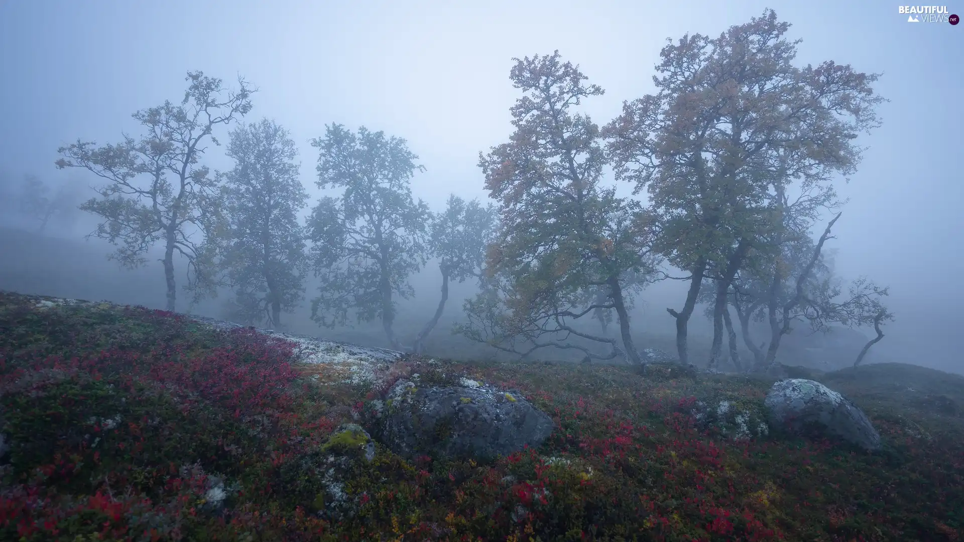 rocks, Plants, trees, viewes, Fog