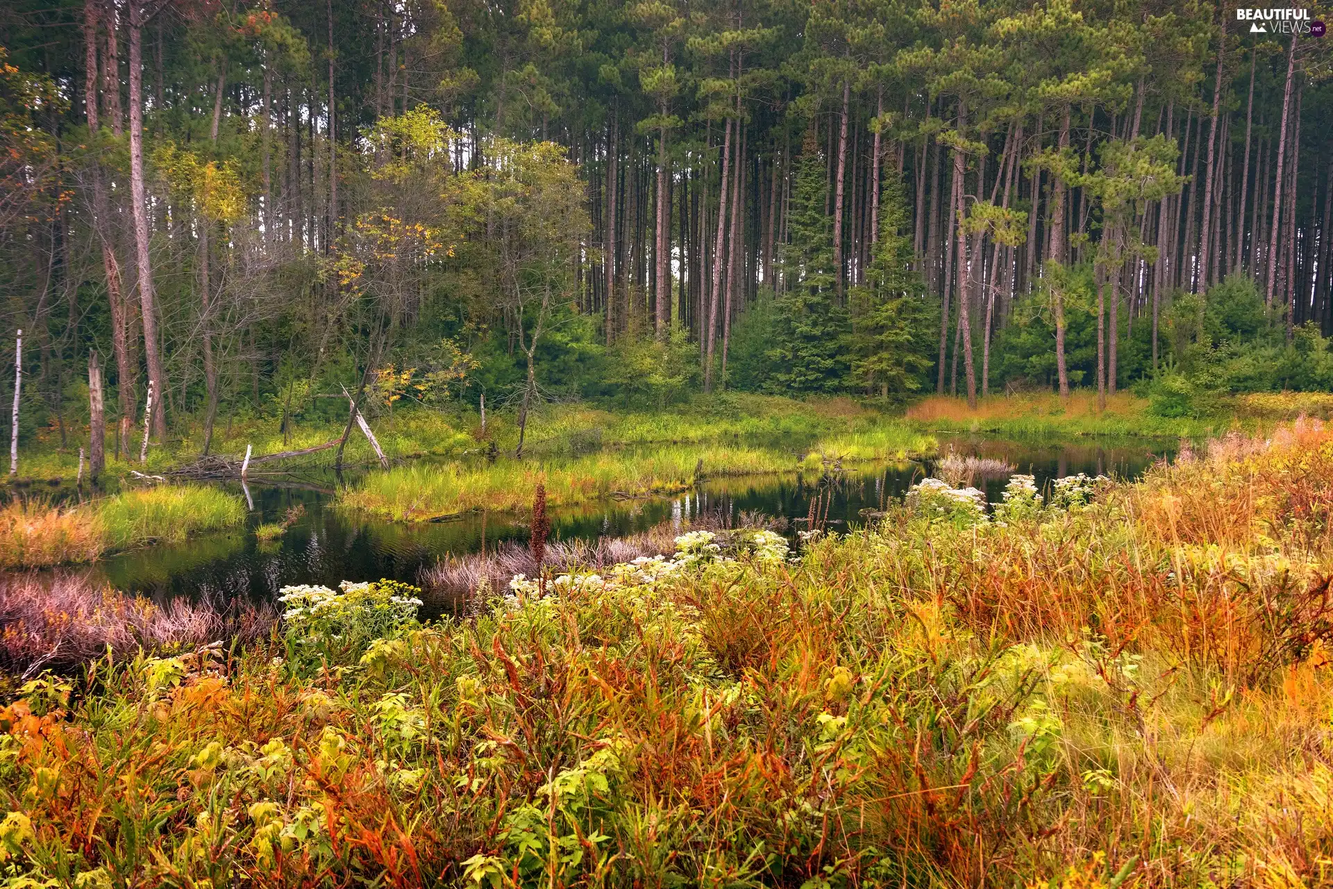 River, Plants, trees, viewes, forest