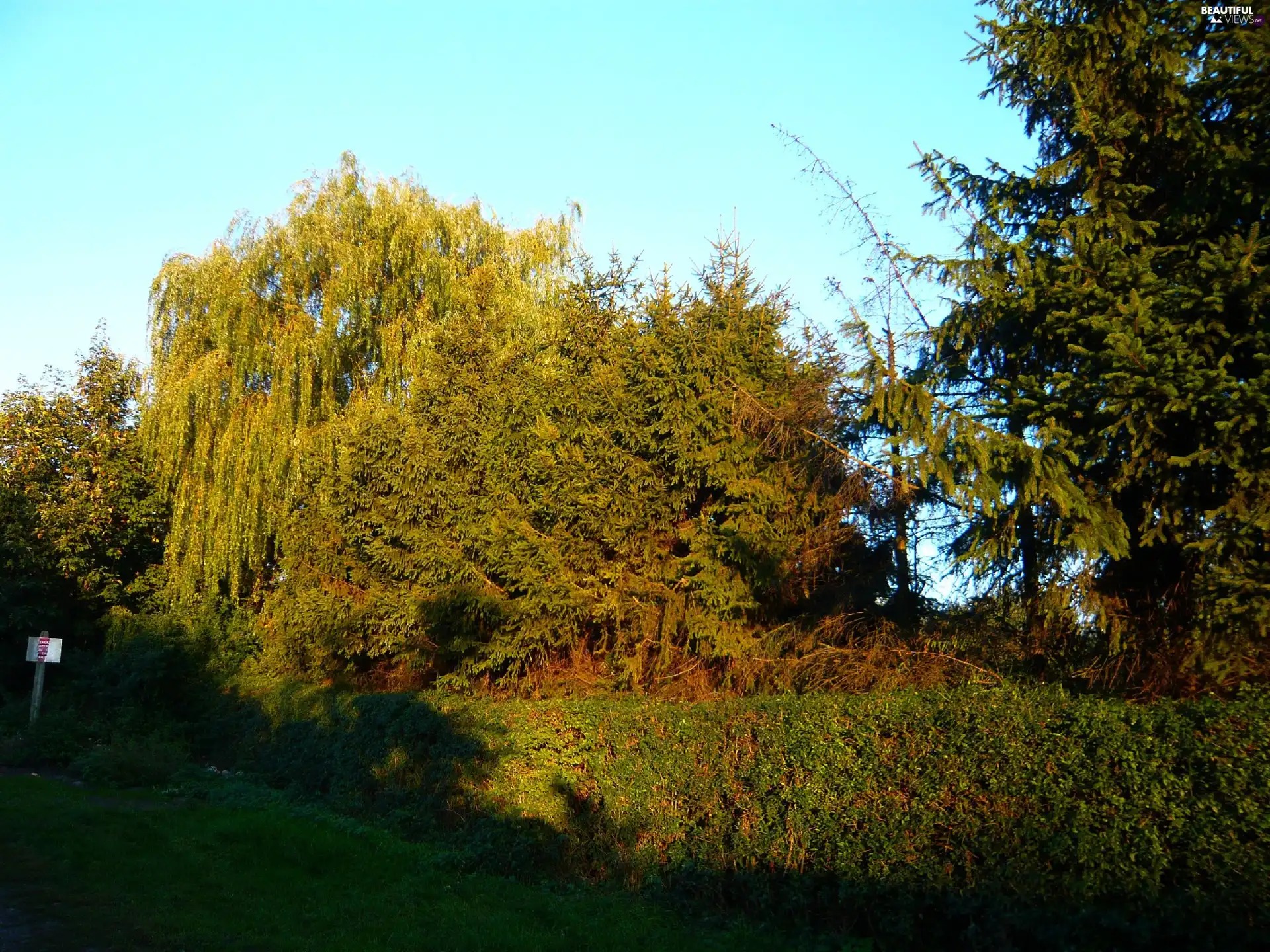 trees, Leaf, Plants, viewes