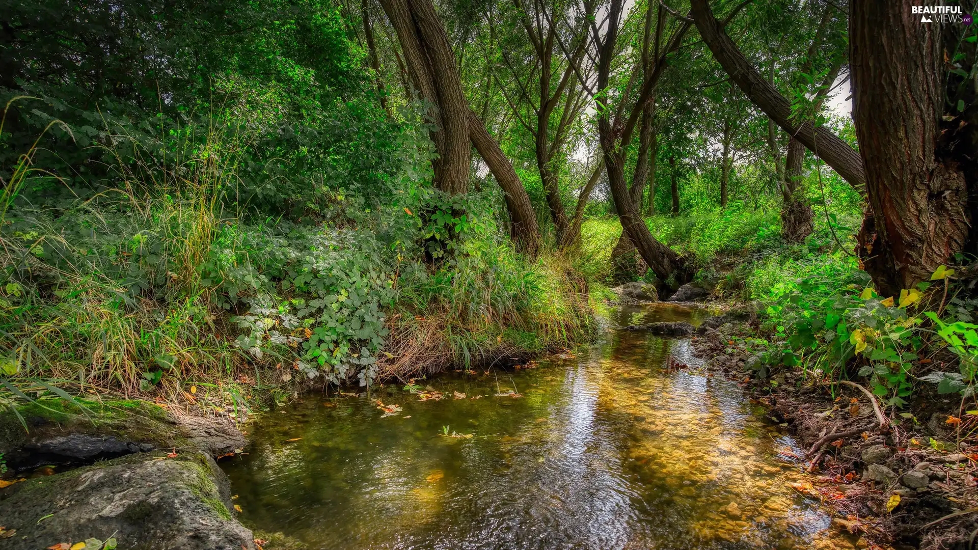 flux, Plants, viewes, River, trees