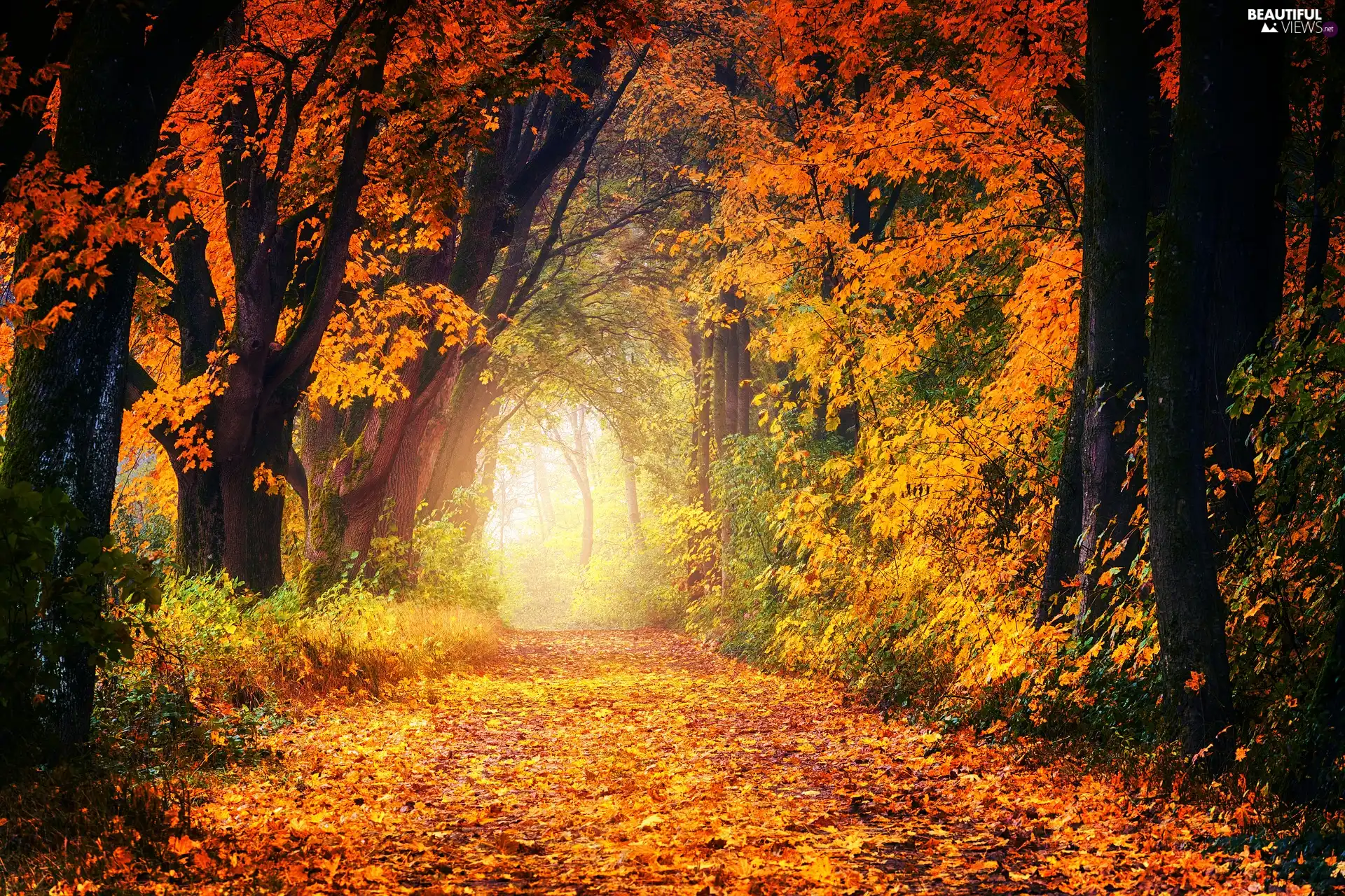 trees, autumn, forest, Plants, viewes, Way
