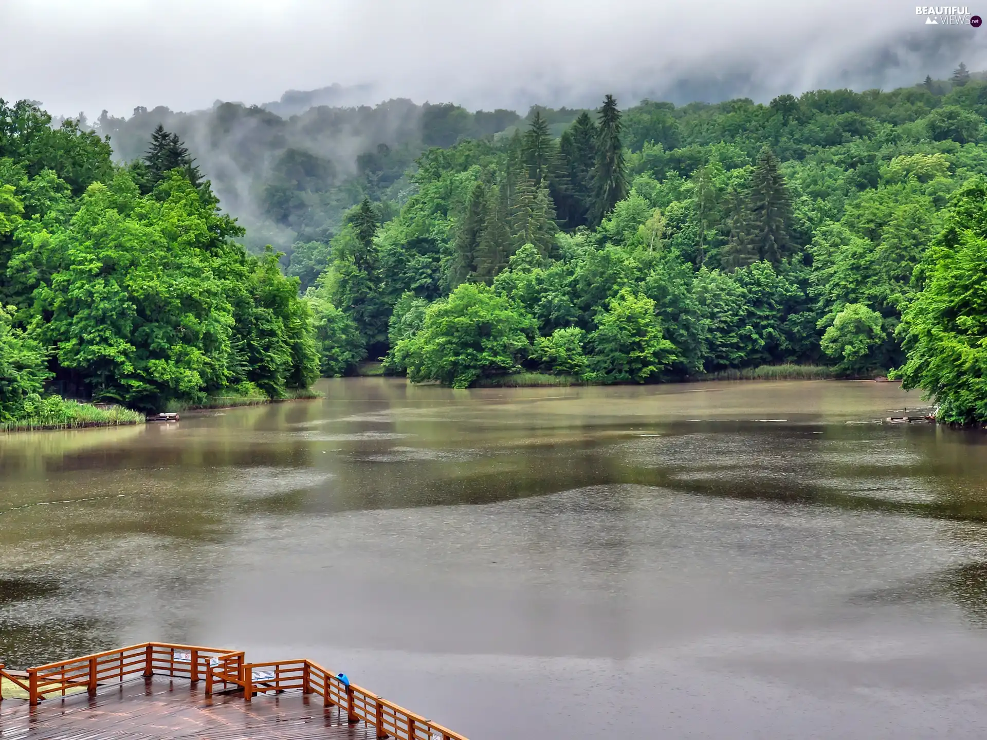 forest, River, Platform, Fog