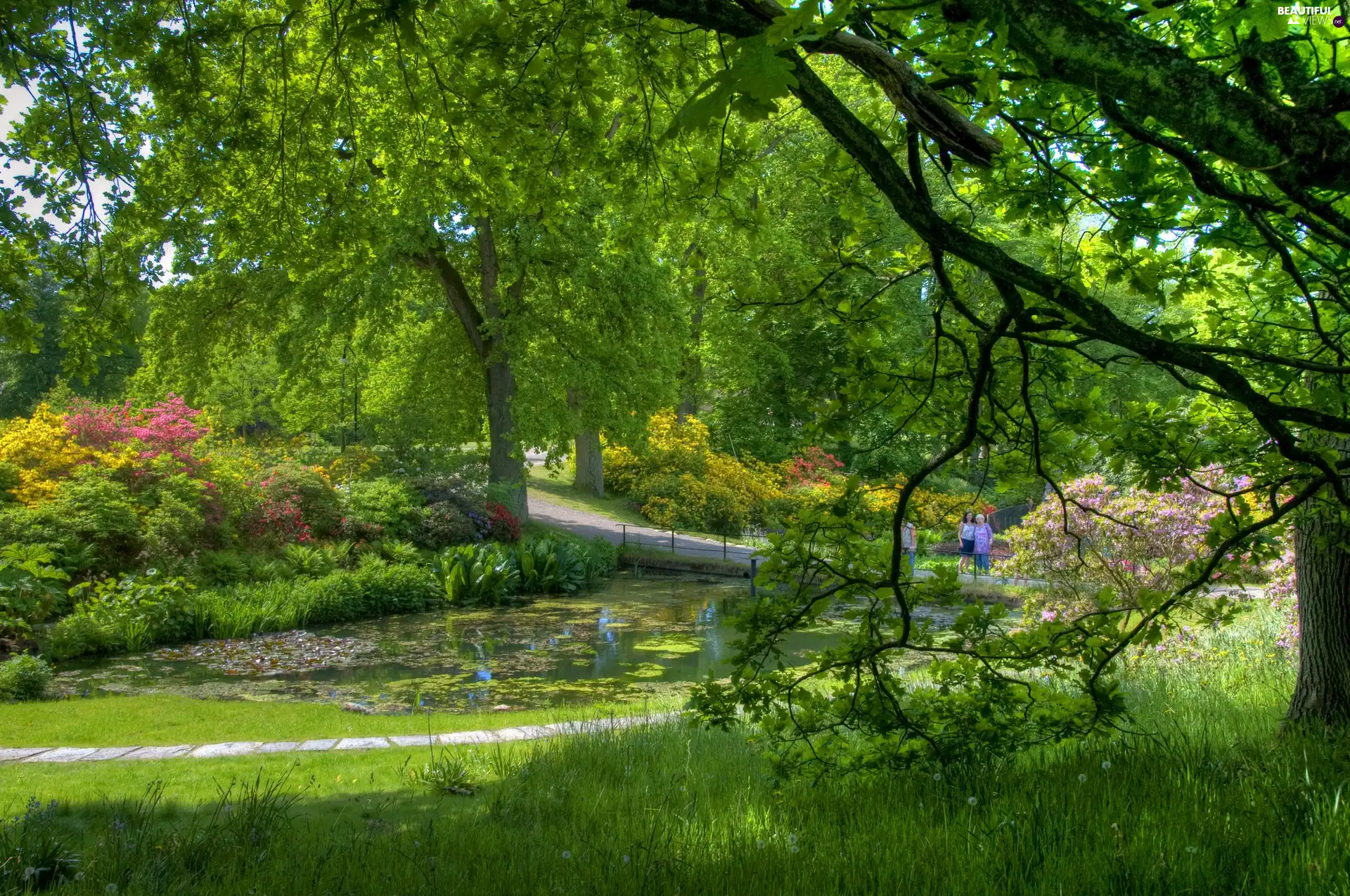 green, Park, Pond - car