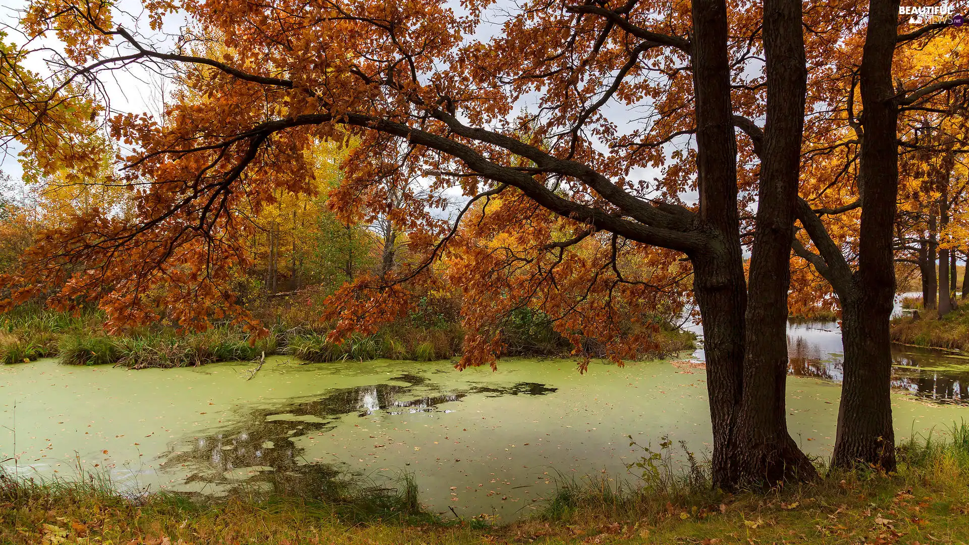 viewes, autumn, Leaf, Pond - car, Yellowed, trees