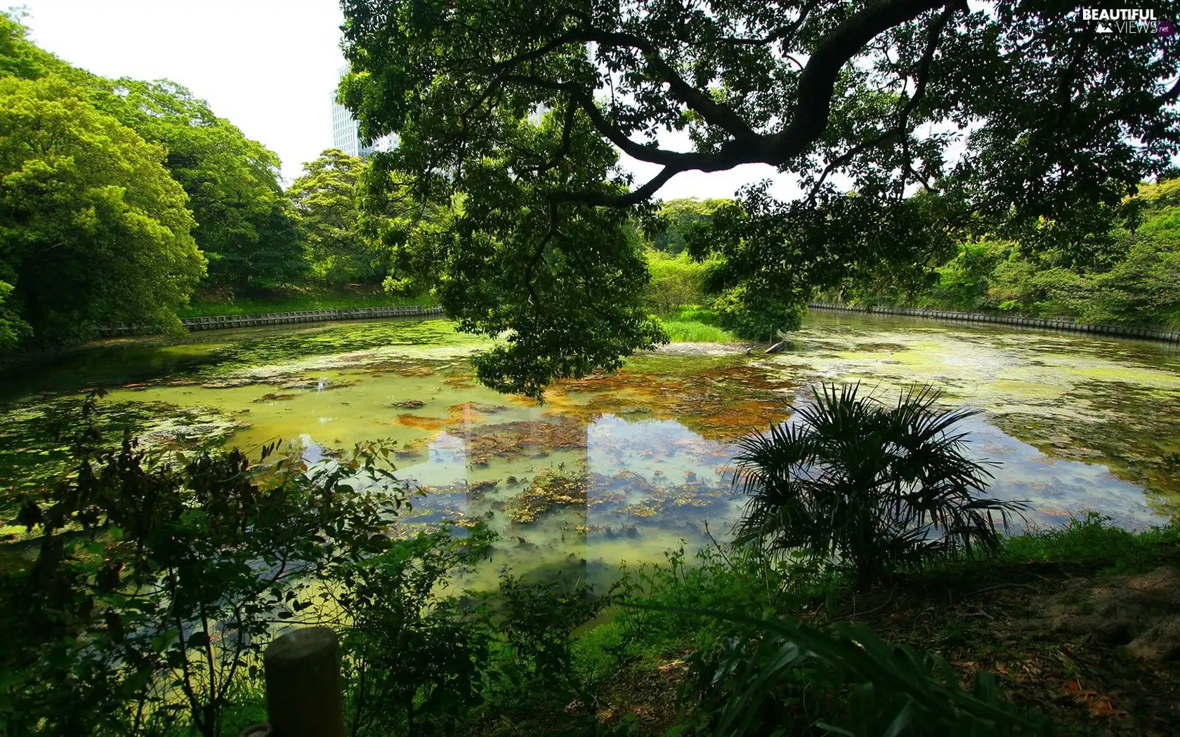 Park, viewes, Pond - car, trees