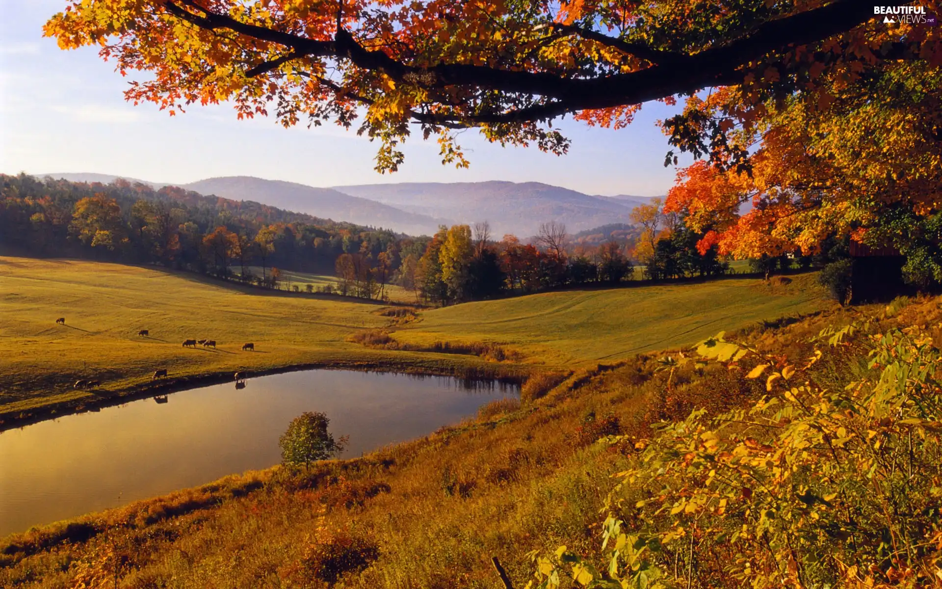 pasture, autumn, Pond - car