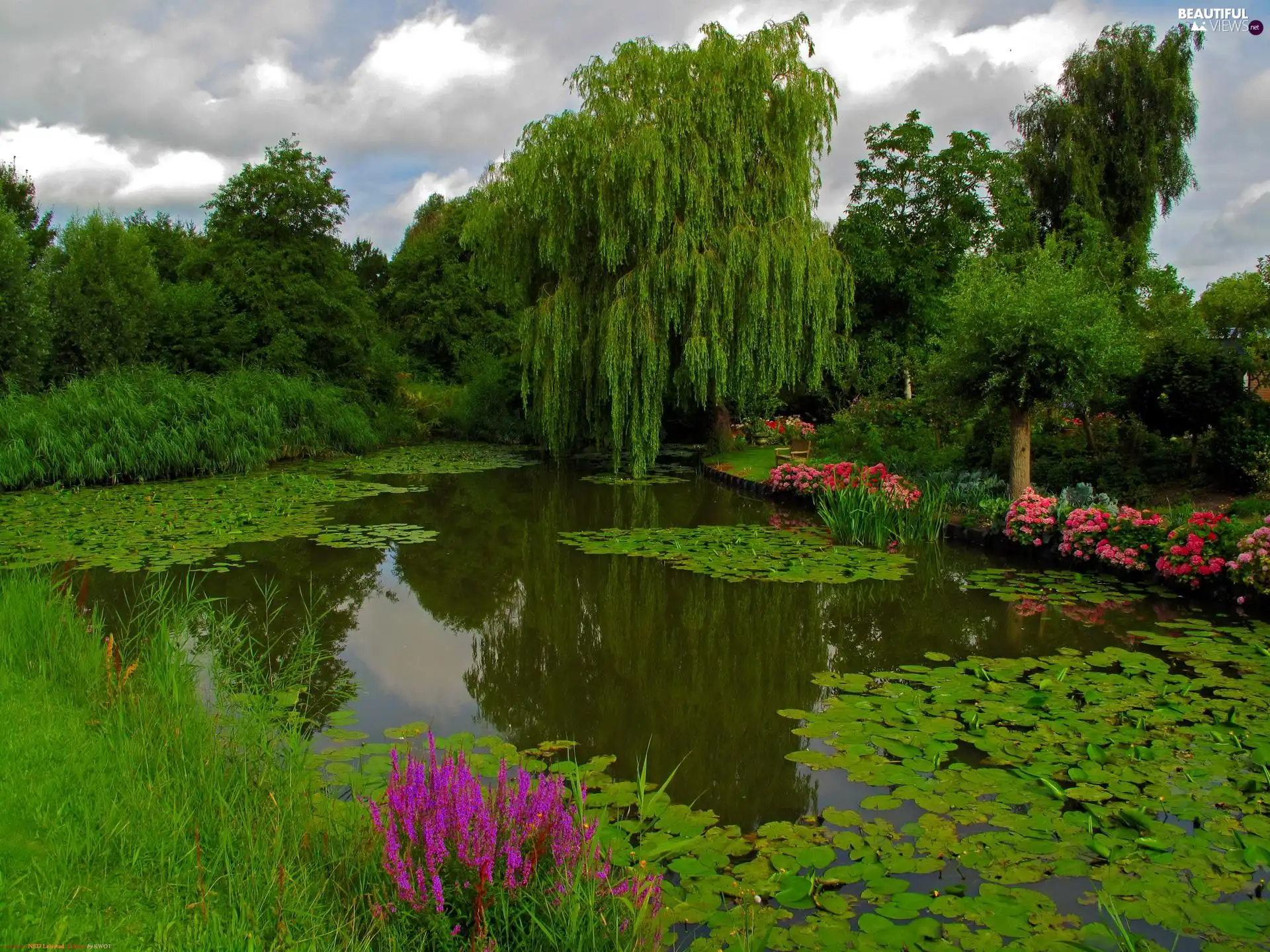 VEGETATION, Park, Pond - car