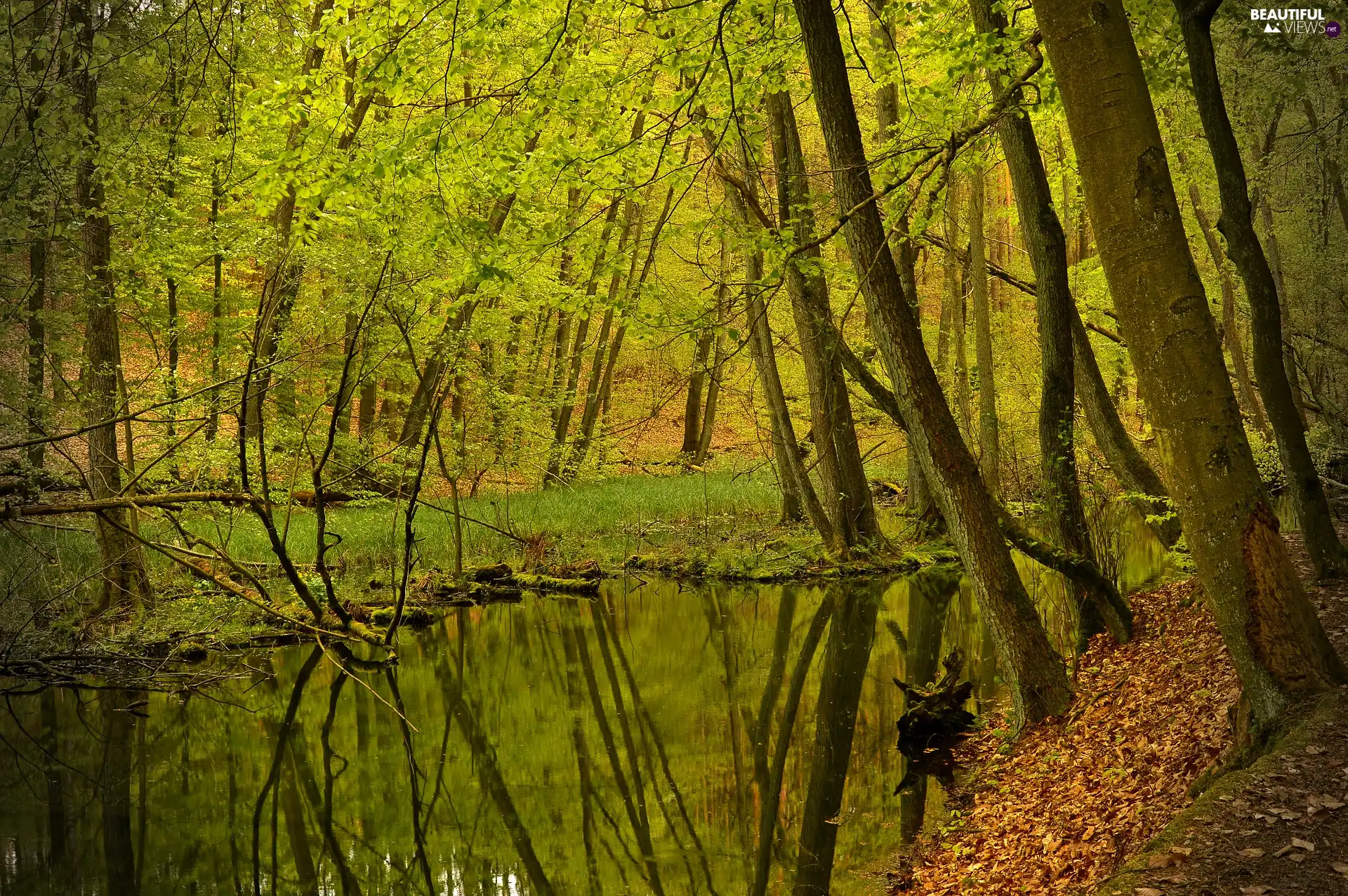 Leaf, forest, viewes, Pond - car, trees, fallen