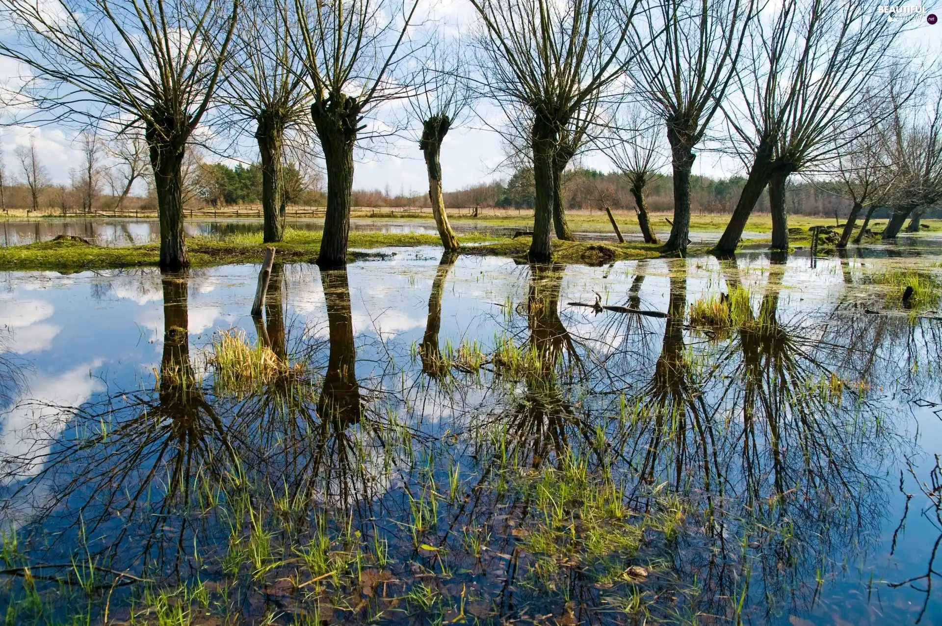 pool, willow, reflection