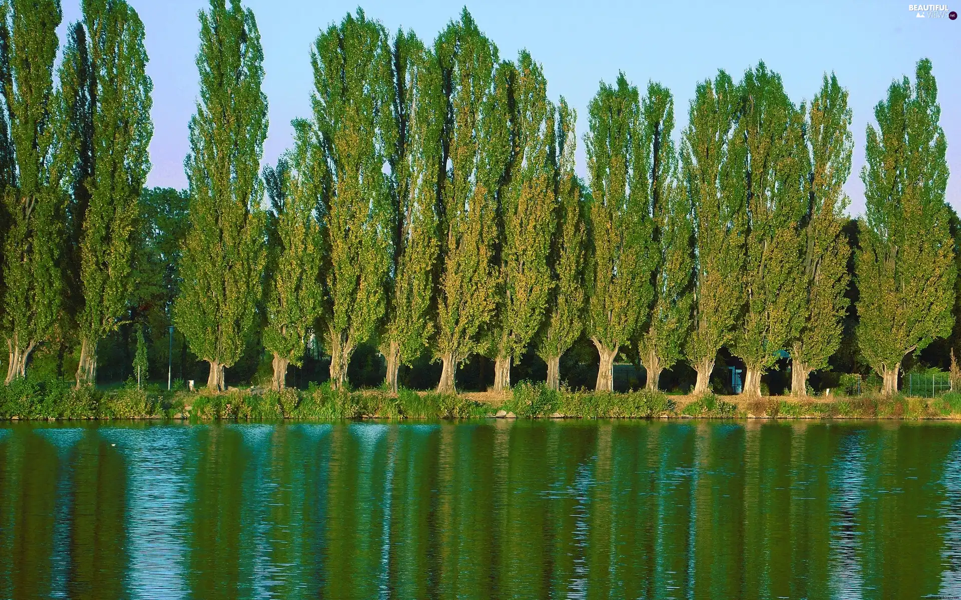 River, Poplars