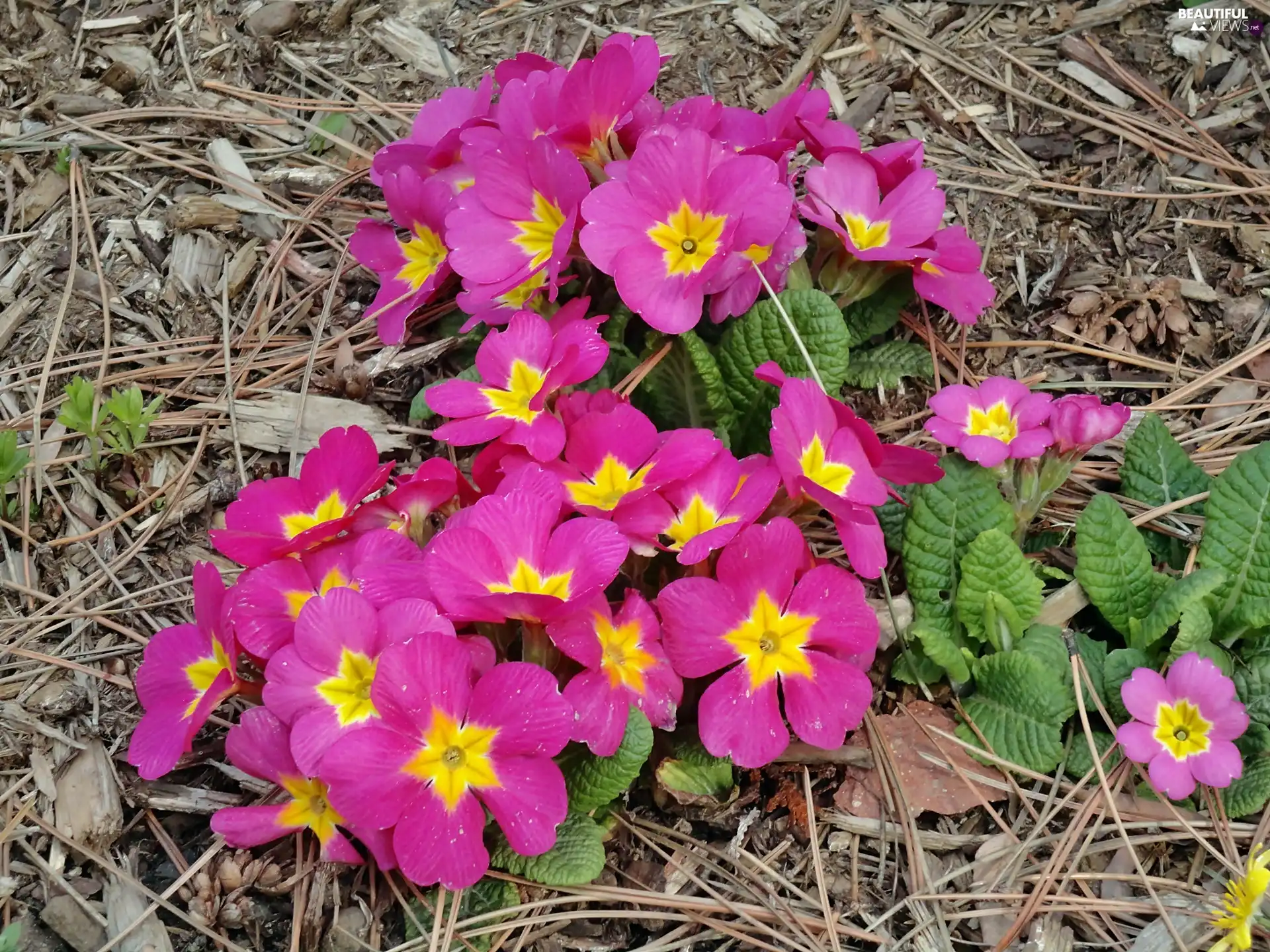 Spring, pink, Primroses, clump