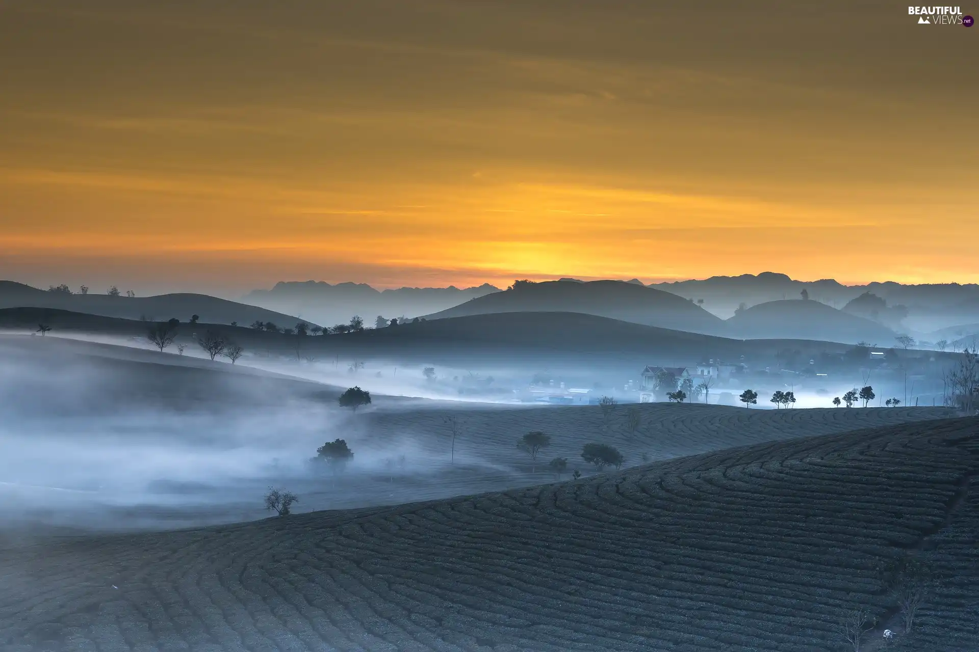 dawn, trees, Wietnam, viewes, Son La Province, Growing Tea, Field, Fog