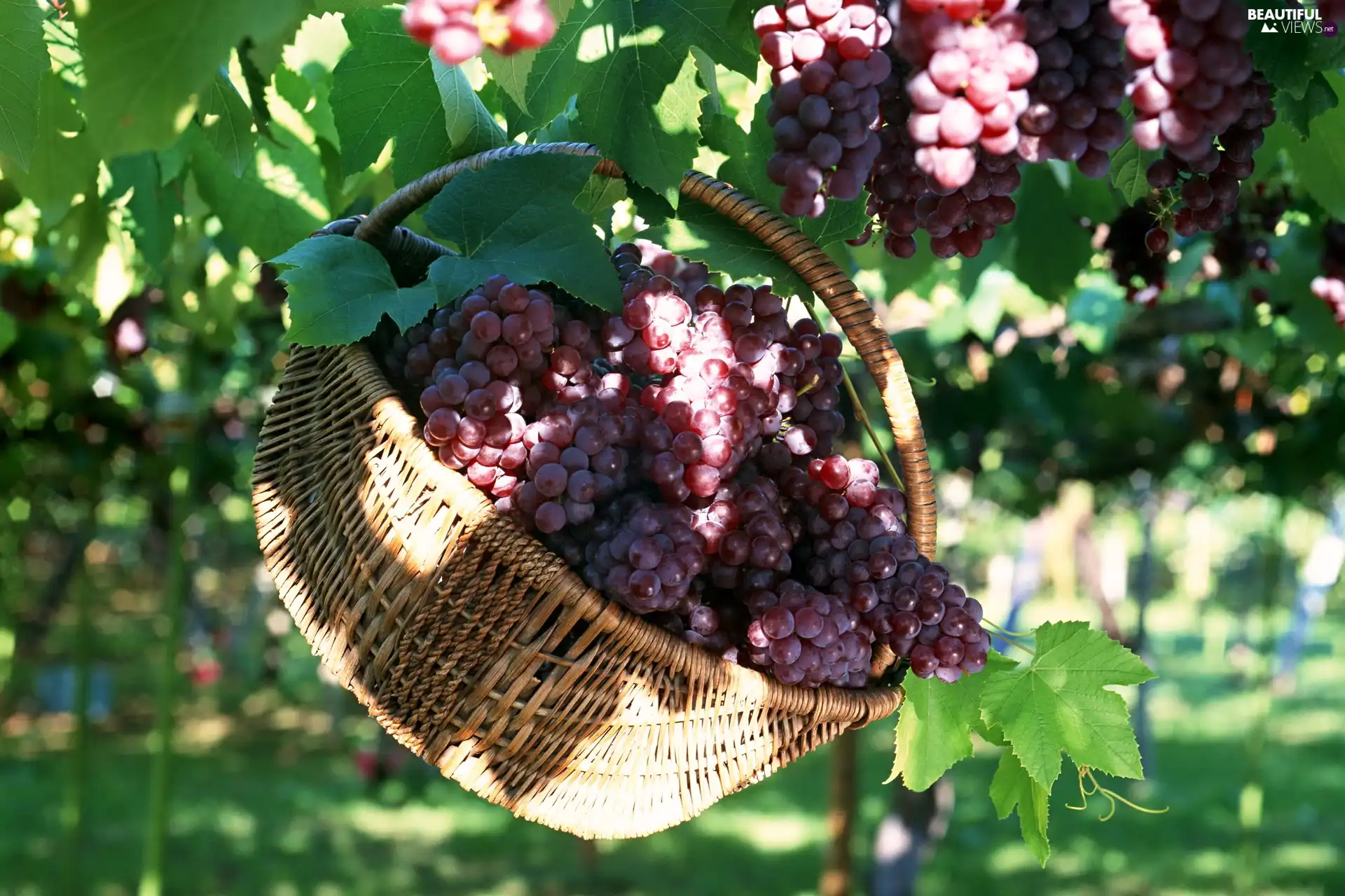 basket, Przebijające, luminosity, ligh, flash, grapes, plantation, sun