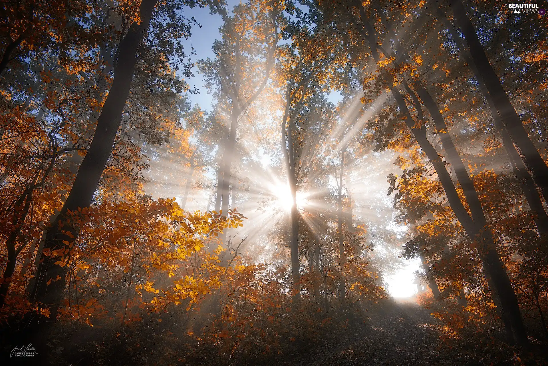 forest, autumn, Przebijające, ligh, trees, viewes, flash, luminosity, sun