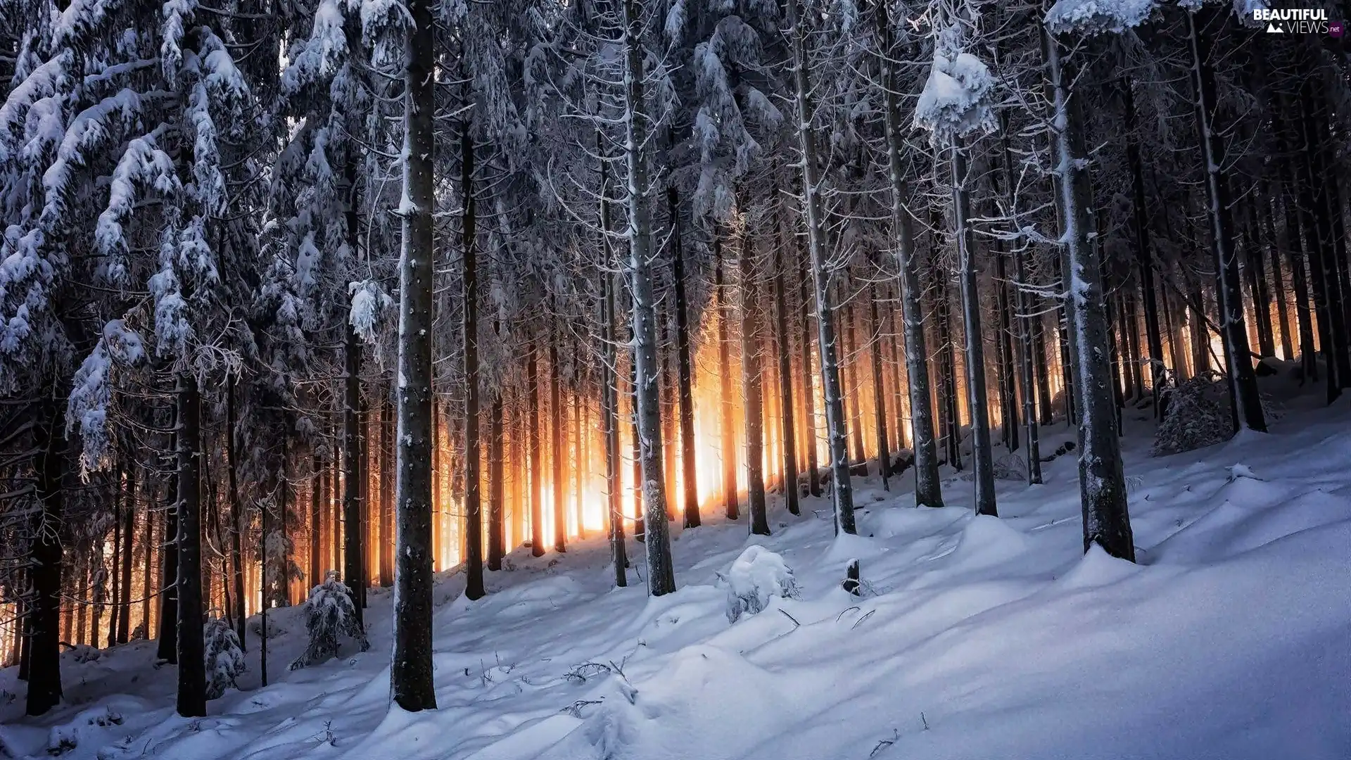 forest, winter, Przebijające, ligh, trees, viewes, flash, luminosity, sun