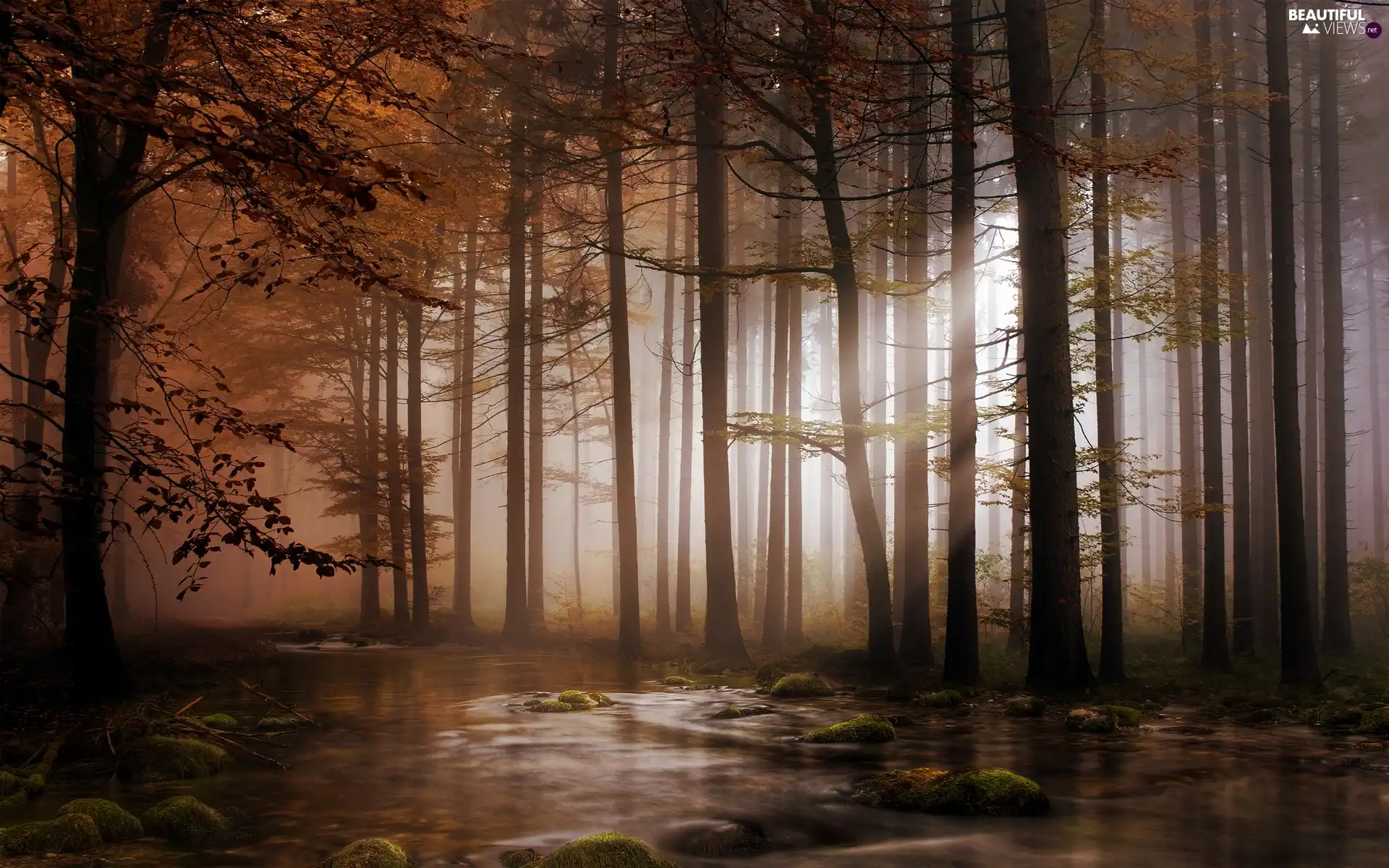 morning, Przebijające, luminosity, ligh, flash, River, forest, sun