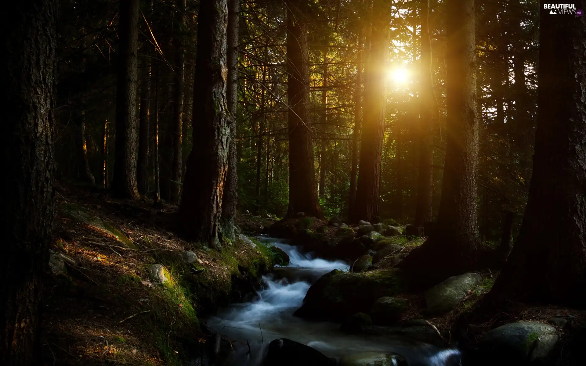 viewes, forest, Przebijające, sun, stream, trees